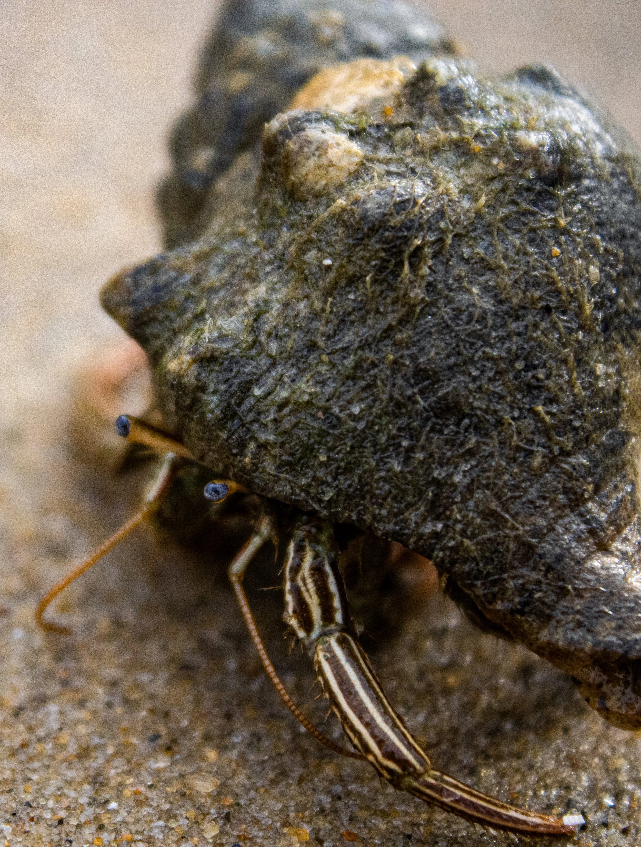Close-up of a small sea turtle hatchling on sandy beach.