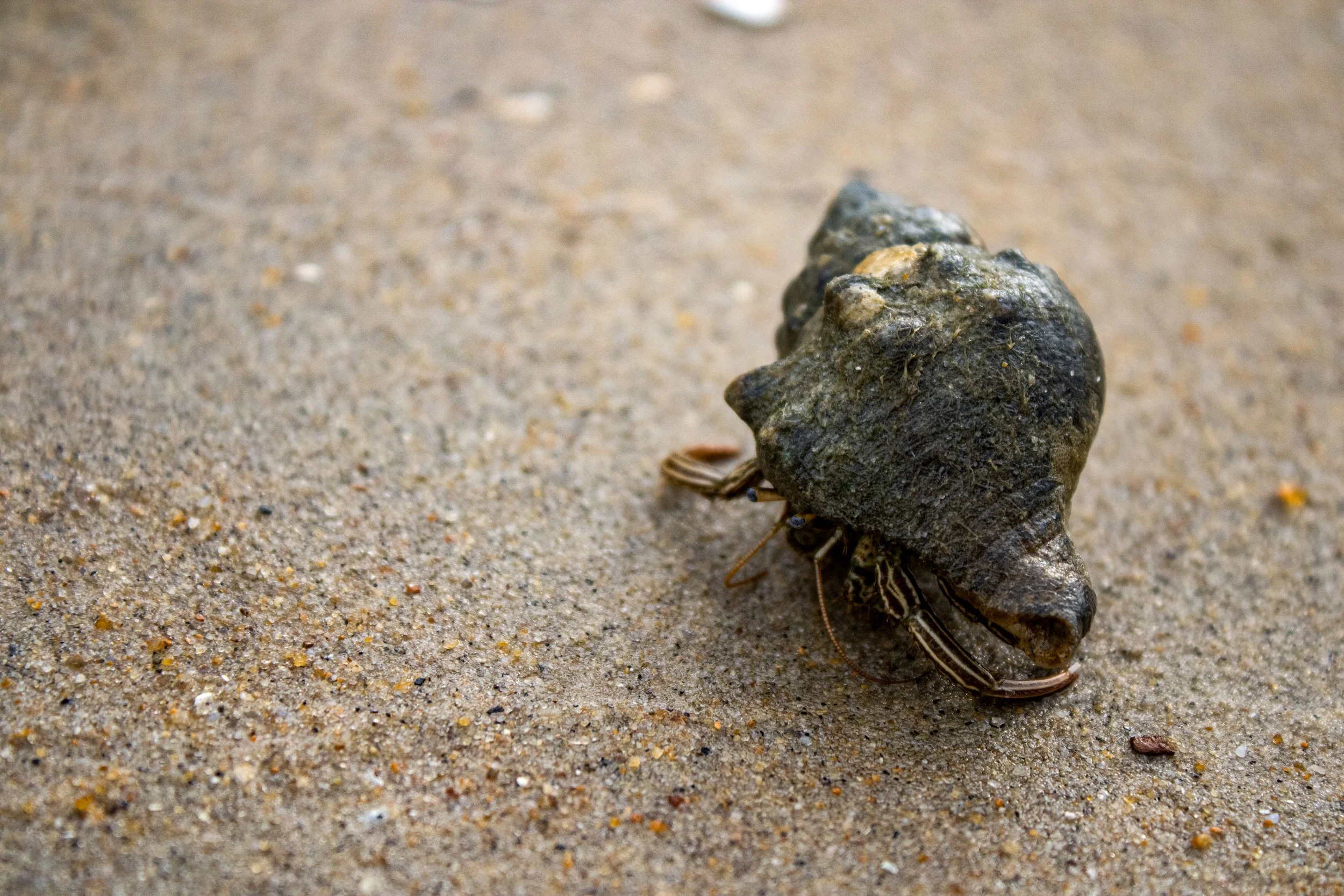 Close-up of a spiral seashell lying on the sand, with a small crab underneath it.