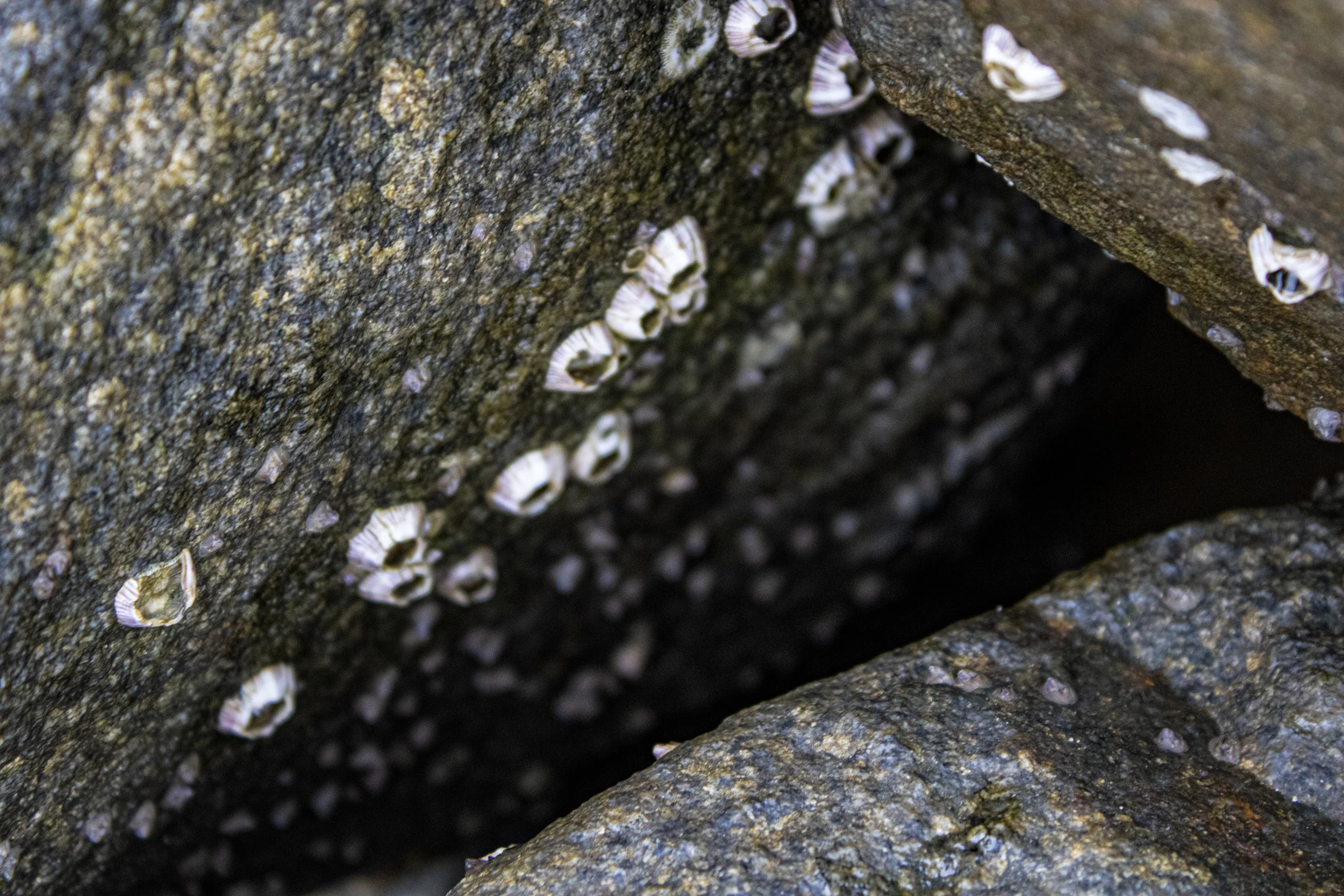 Close-up of rocks with barnacles growing on them.