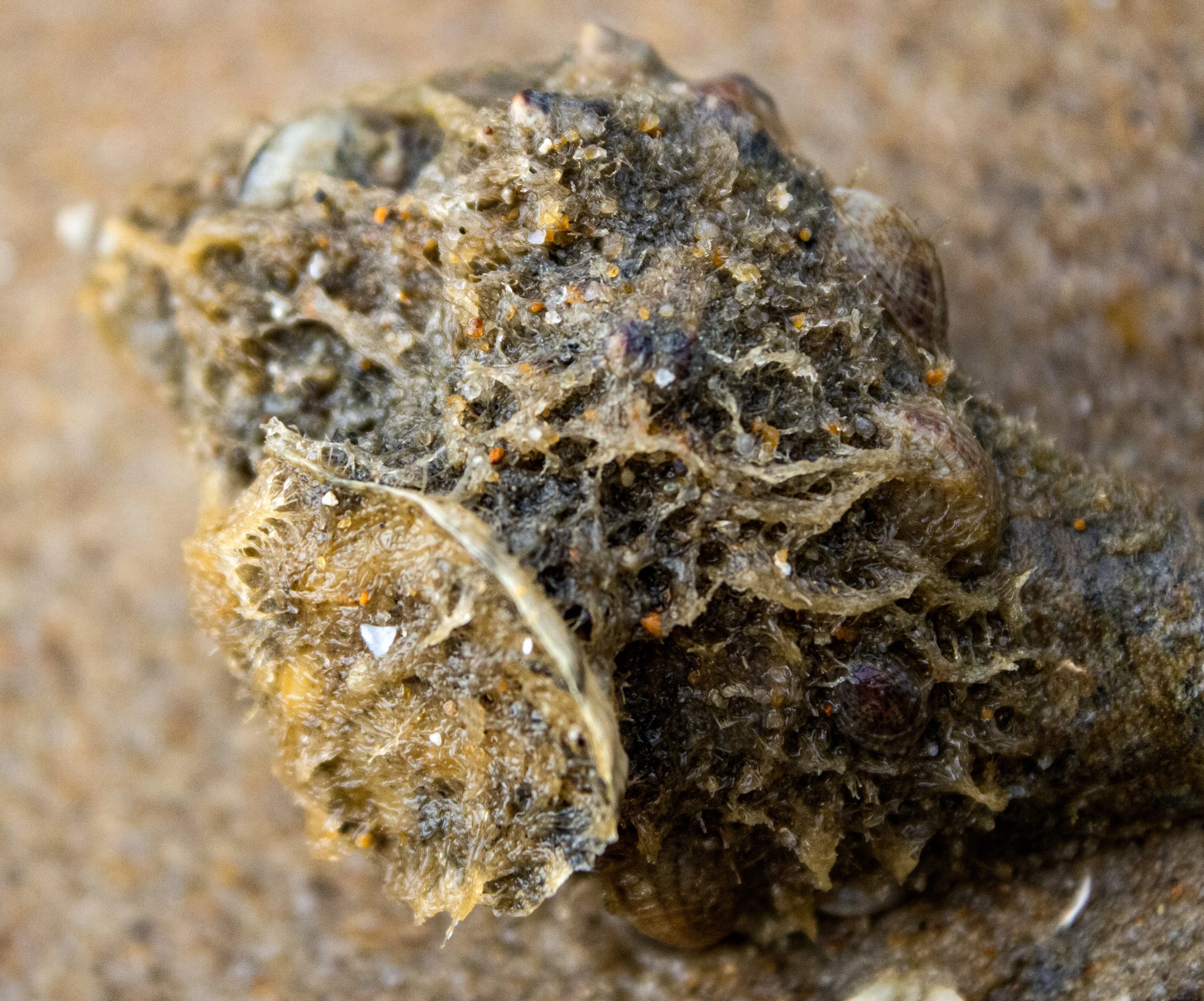 Close-up photo of a small rock or mineral fragment on soil or dirt.
