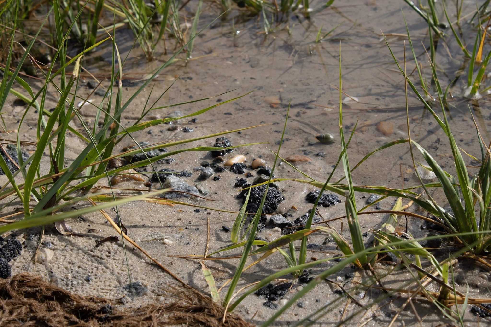 Close-up of a muddy shore with sparse green grass and small rocks, possibly near a lake or river.