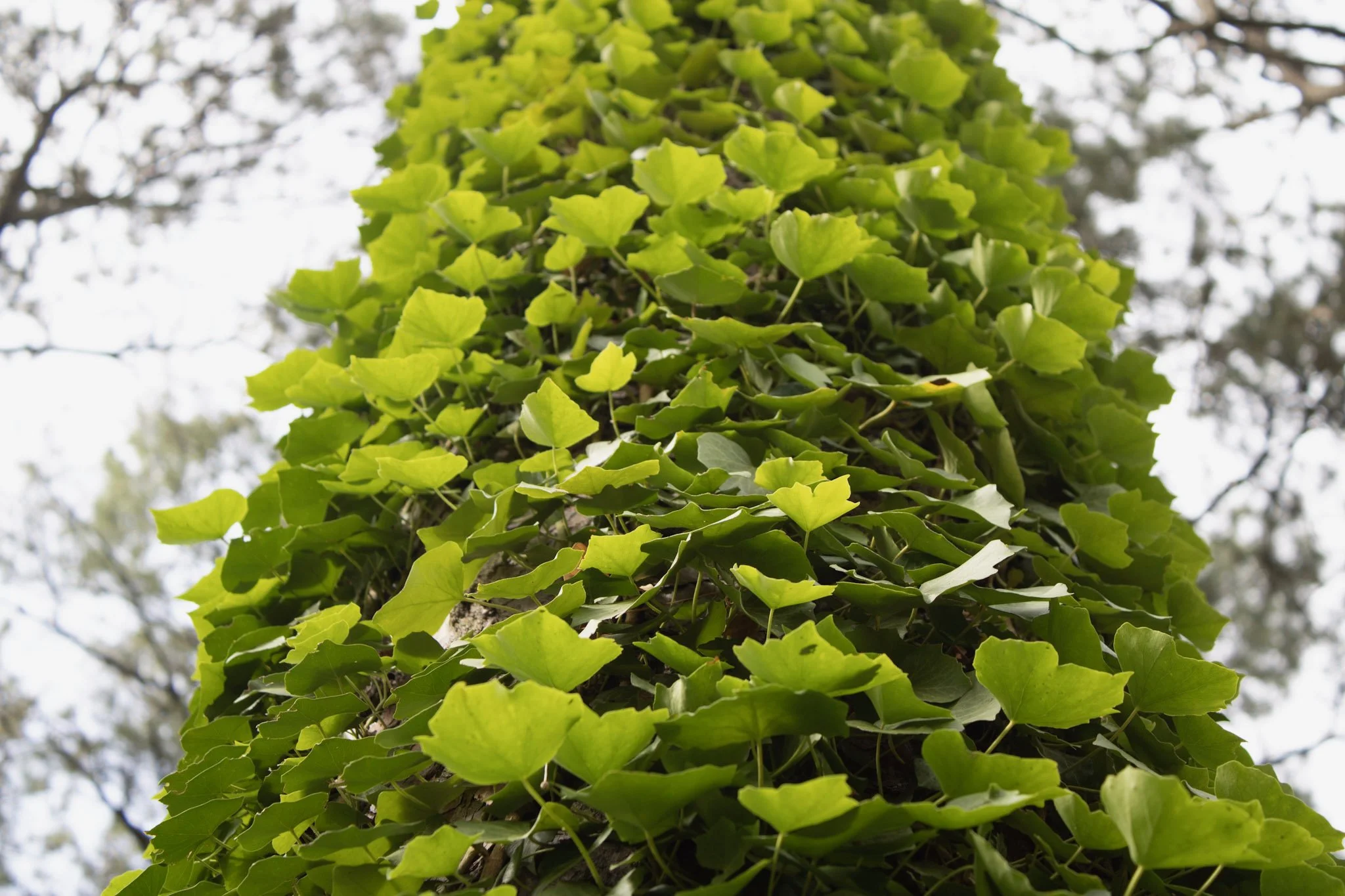 Close-up of a tree trunk covered with green ivy leaves, with a blurred background of sky and branches.