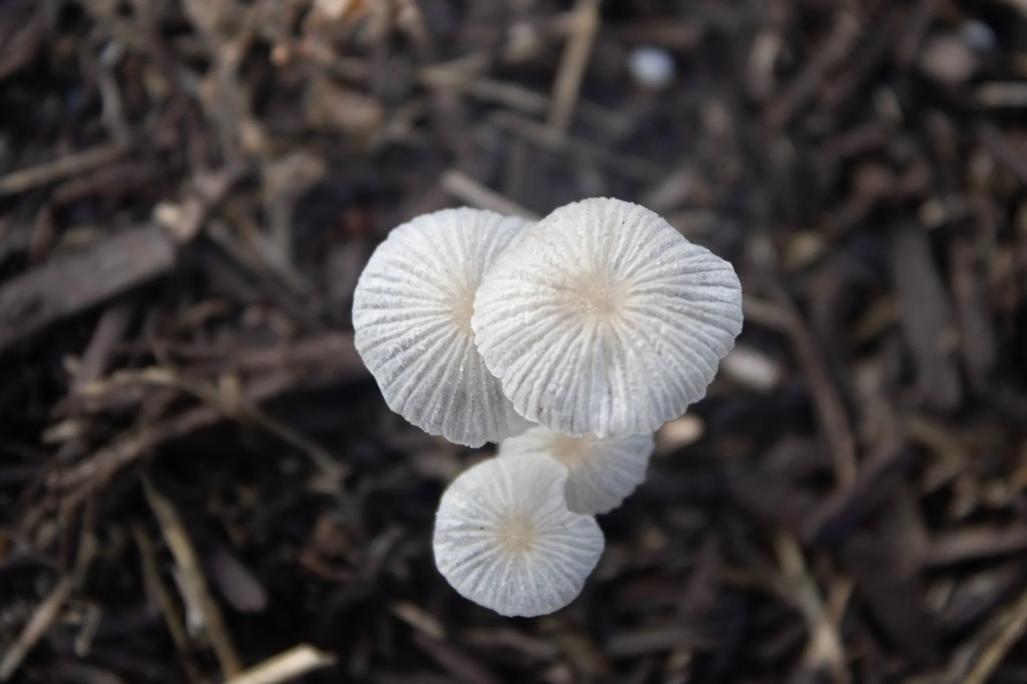 Close-up of white mushrooms growing out of dark, decomposed wood or mulch on the ground.