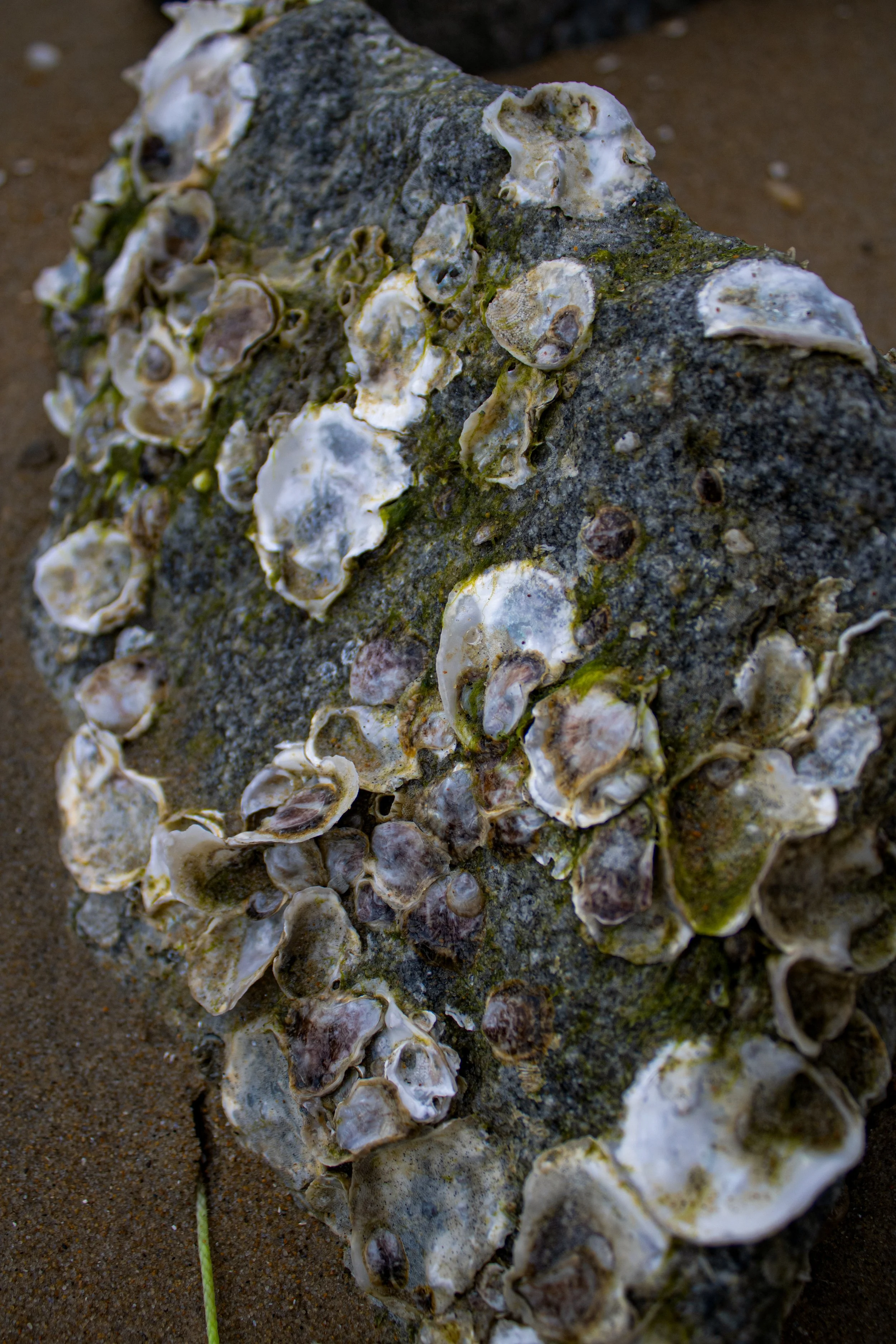 A close-up of a large rock covered in barnacles on a sandy beach.