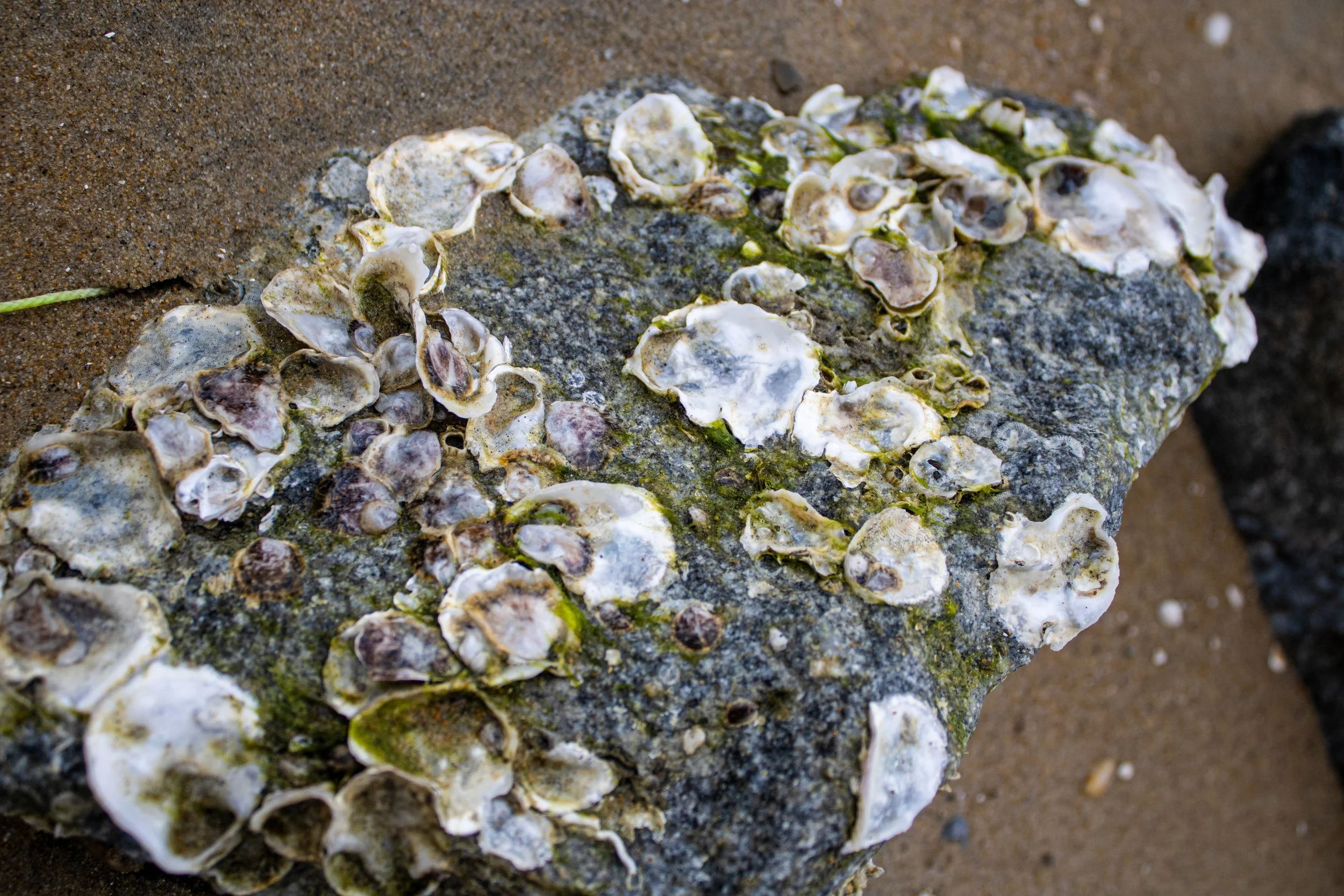 Close-up of a large rock covered with oyster shells and green algae on a sandy beach.