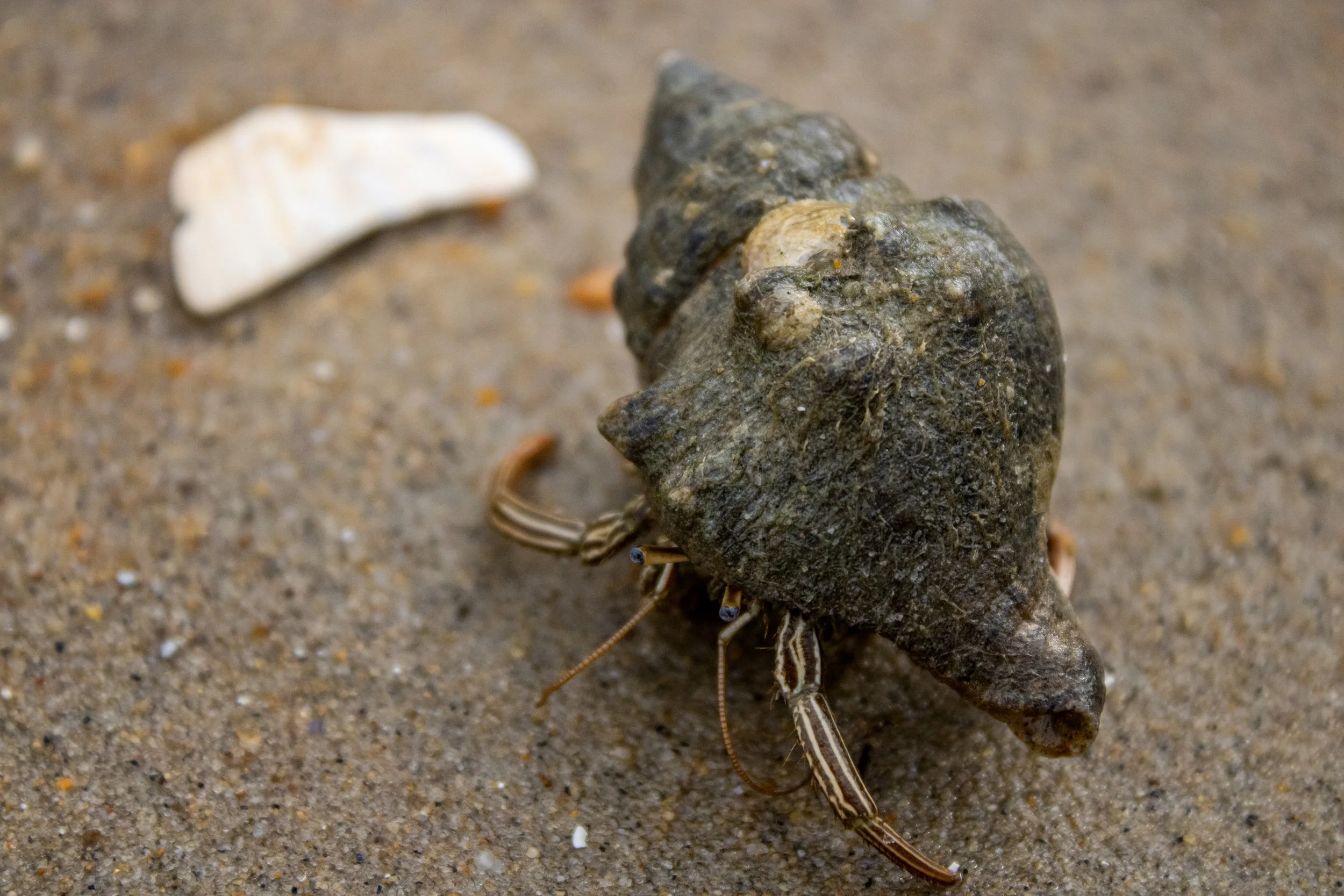 Close-up of a sandy beach with a large, dark, spiral seashell and a smaller, cream-colored seashell in the background.