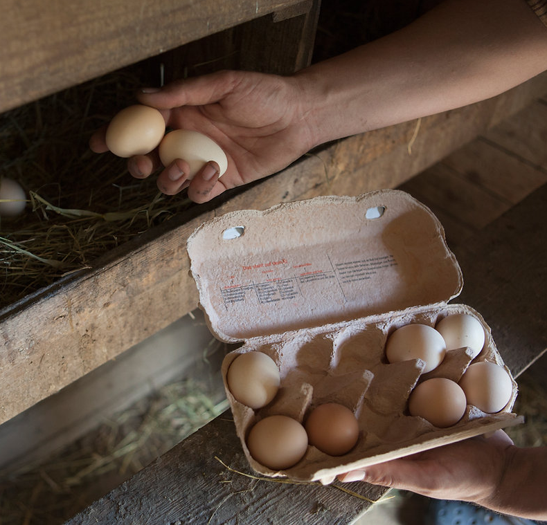 eggs coop.png