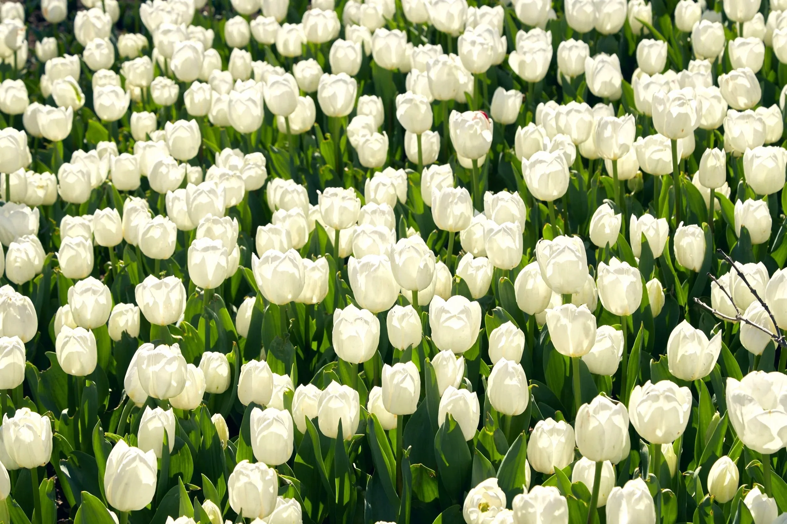 A large field of white tulips in full bloom.