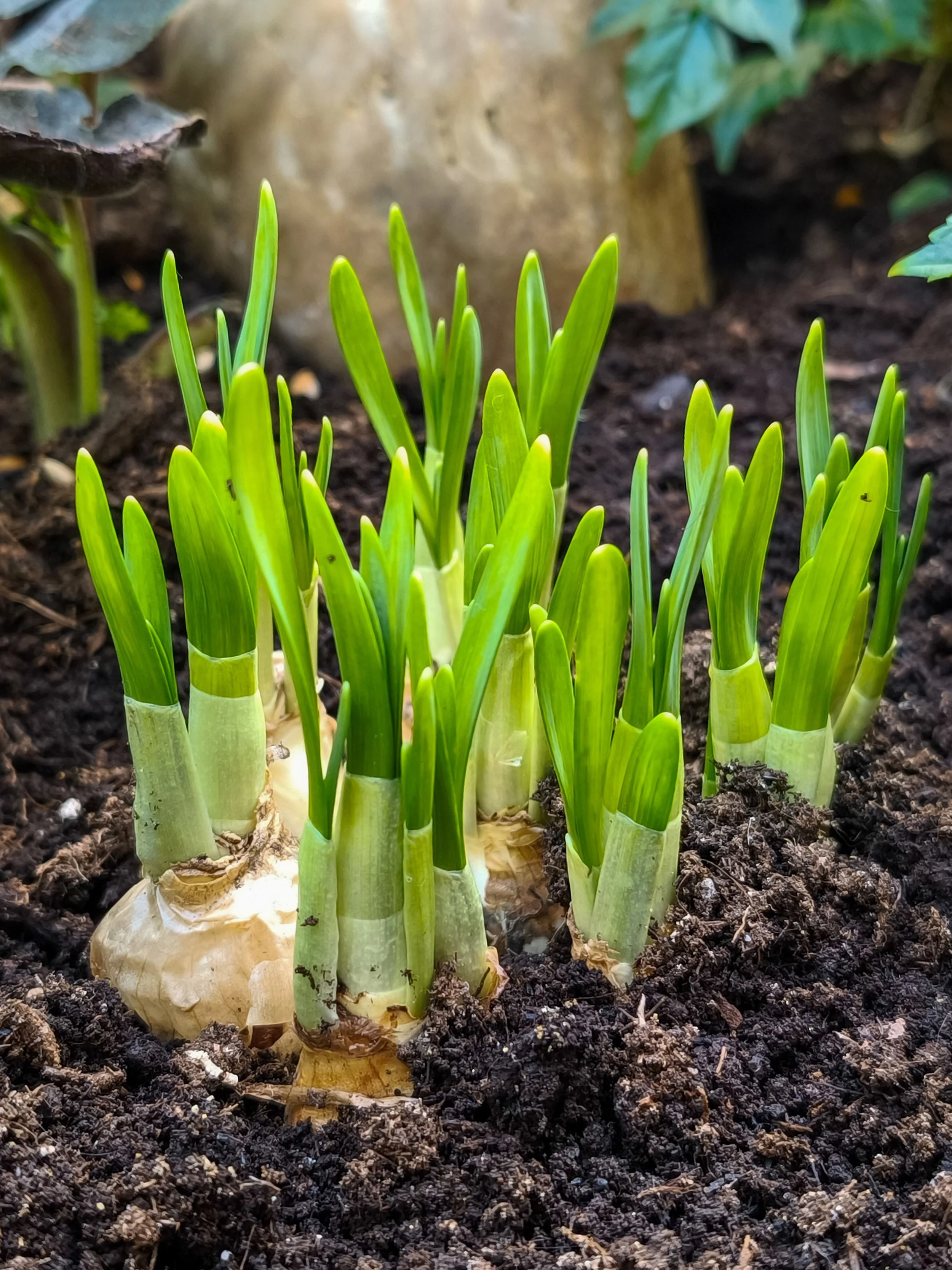 Young green onion plants growing in dark, rich soil with a large rock and green leafy plants in the background.