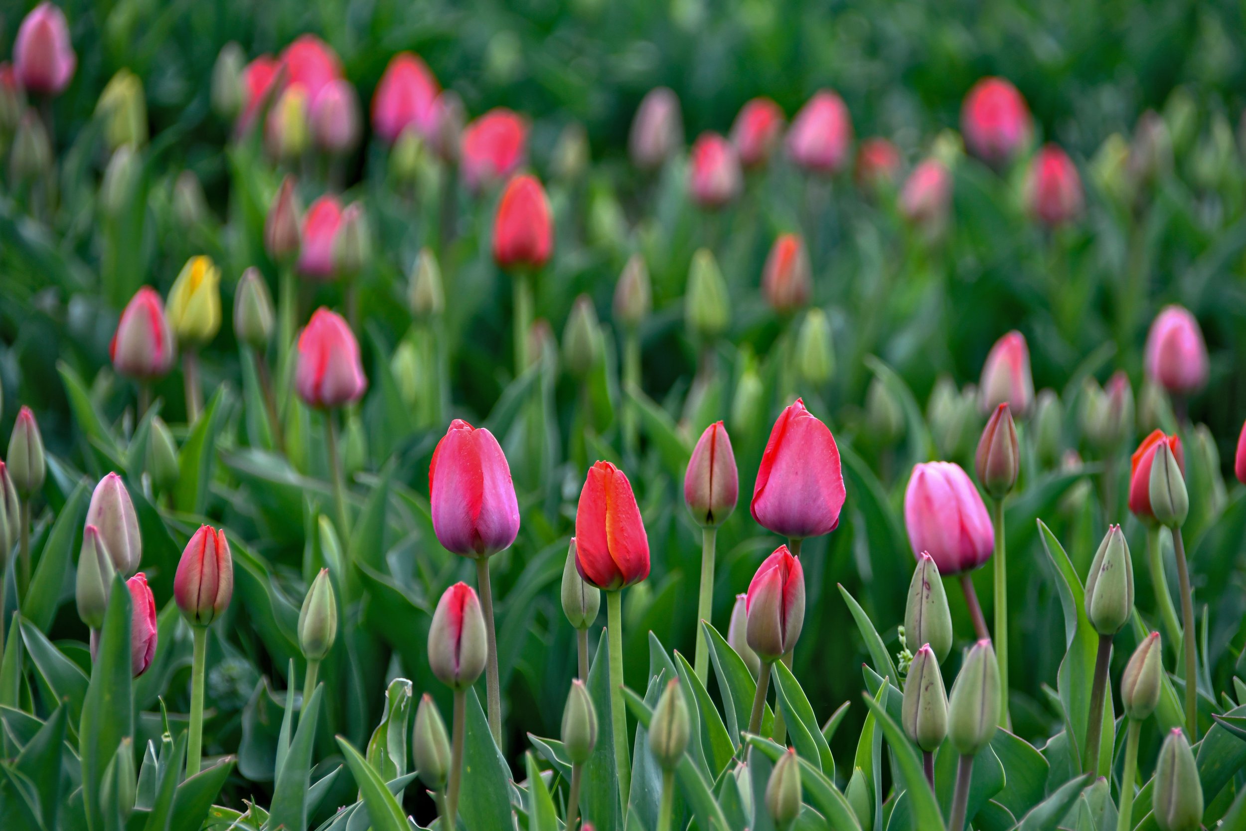 Field of pink and white tulips in bloom with green leaves and stems.