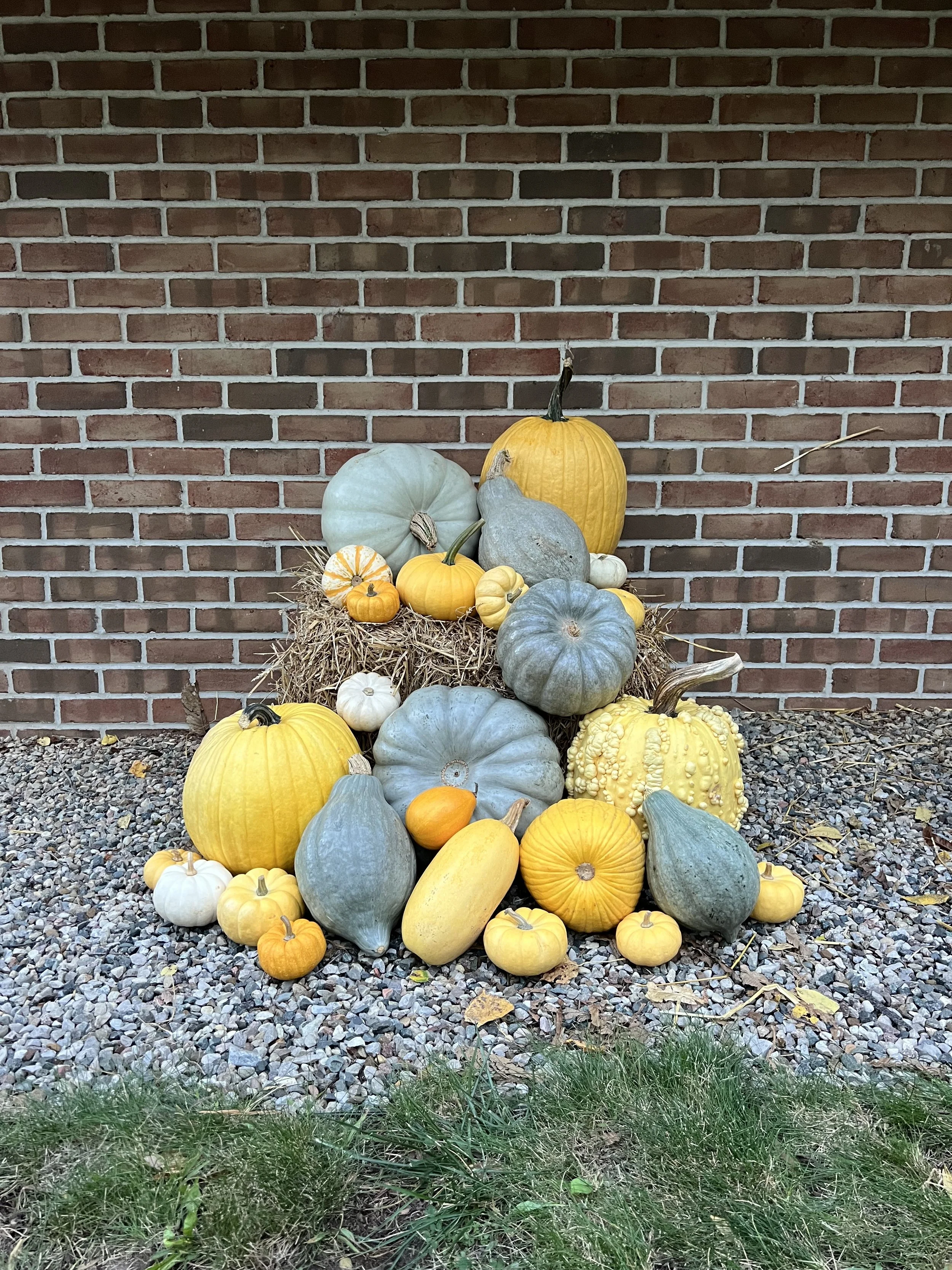 The Acorn - (Maize & Blue)
