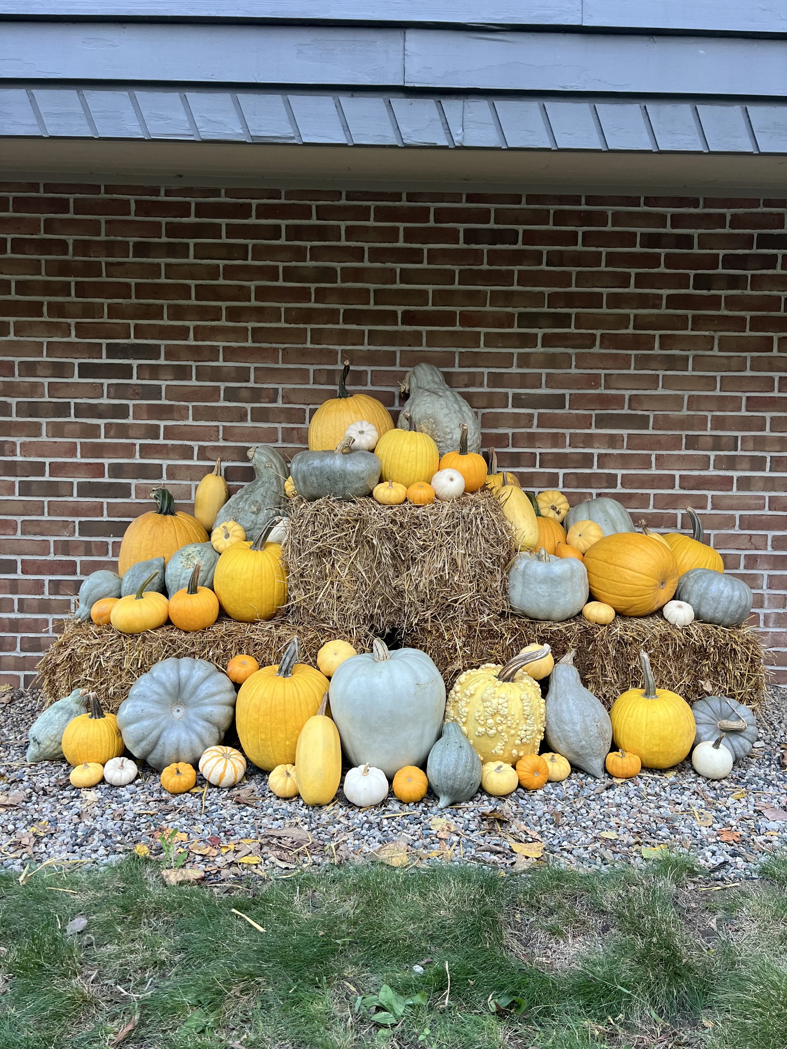 The Cornucopia - (Maize & Blue)