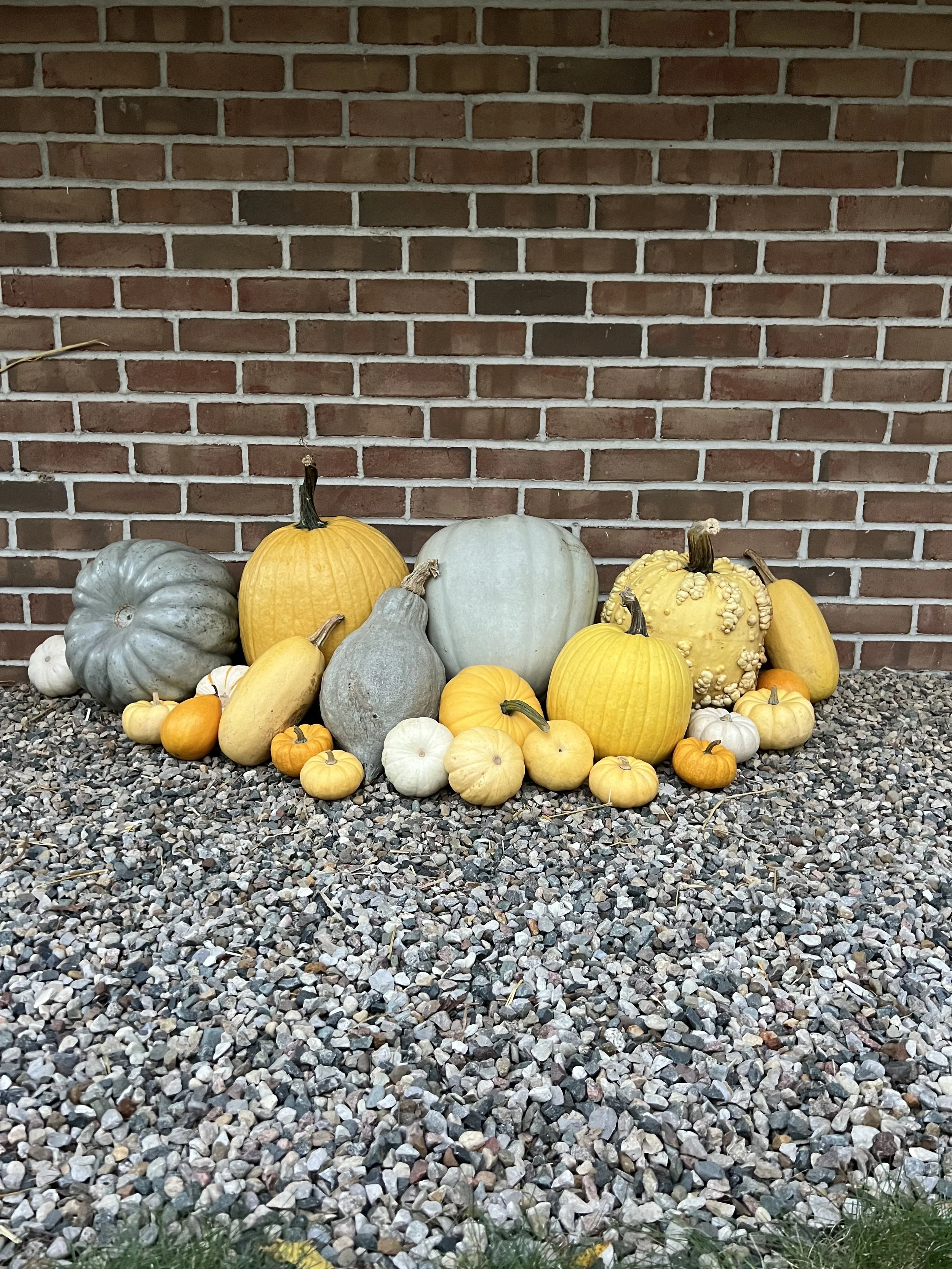 The Mini - (Maize & Blue)