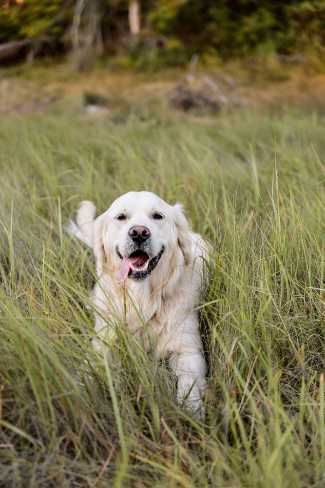 Tank, the Golden retriever shop dog of Verney Well Drilling.