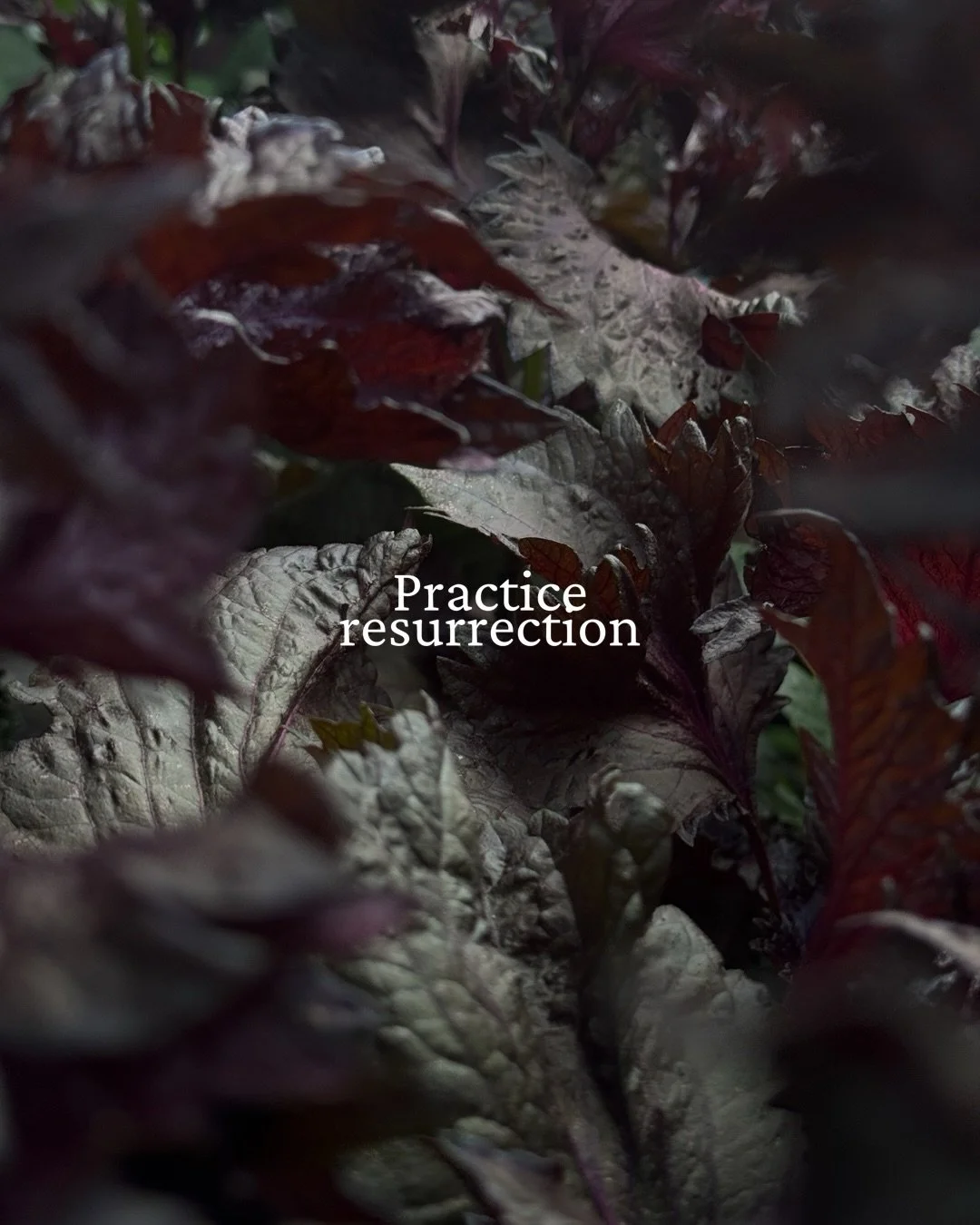 What do I gather beauty for, except to practice resurrection? Thank you, Wendell Berry. 

#wendellberry #practiceresurrection