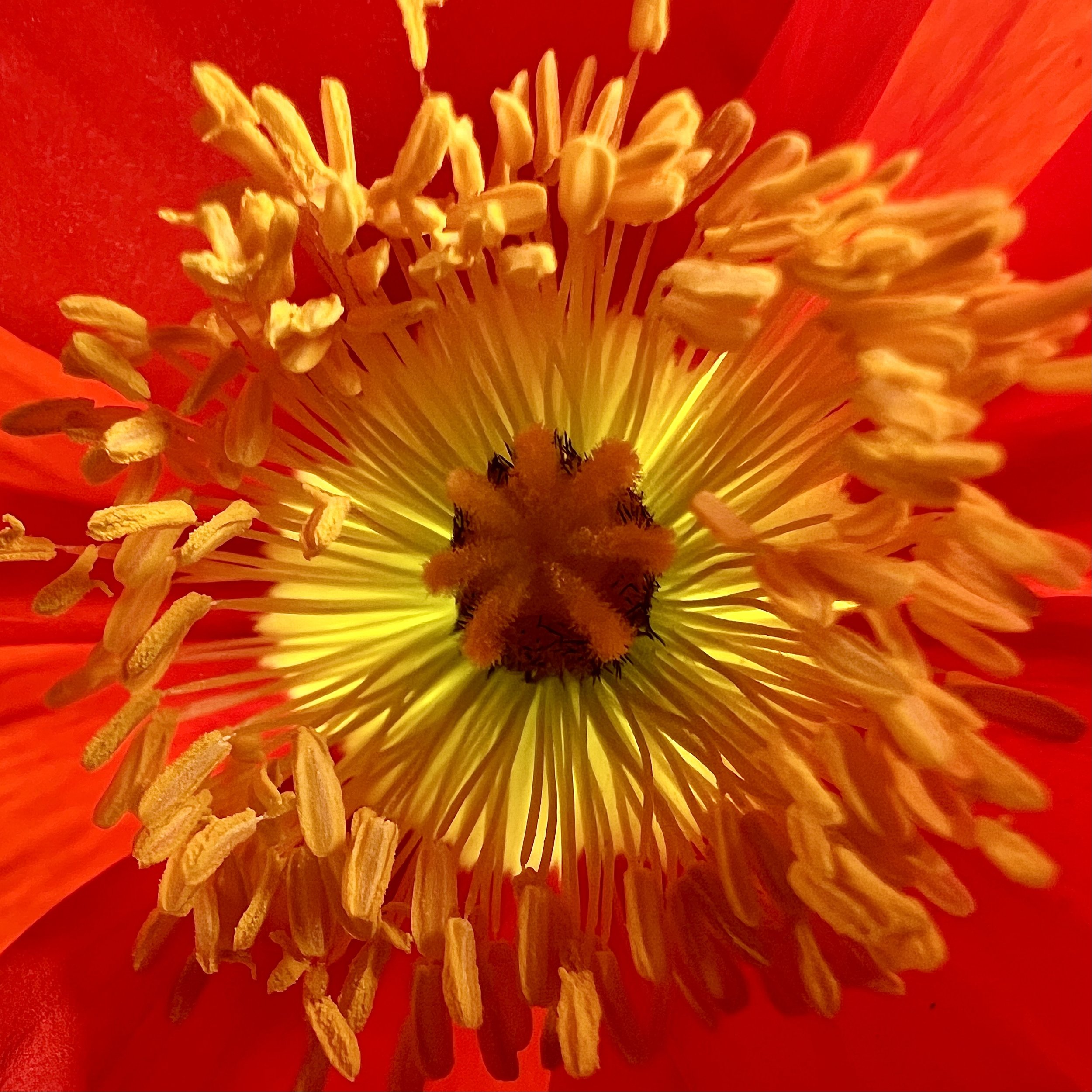 Pretty Amy Flower.jpeg