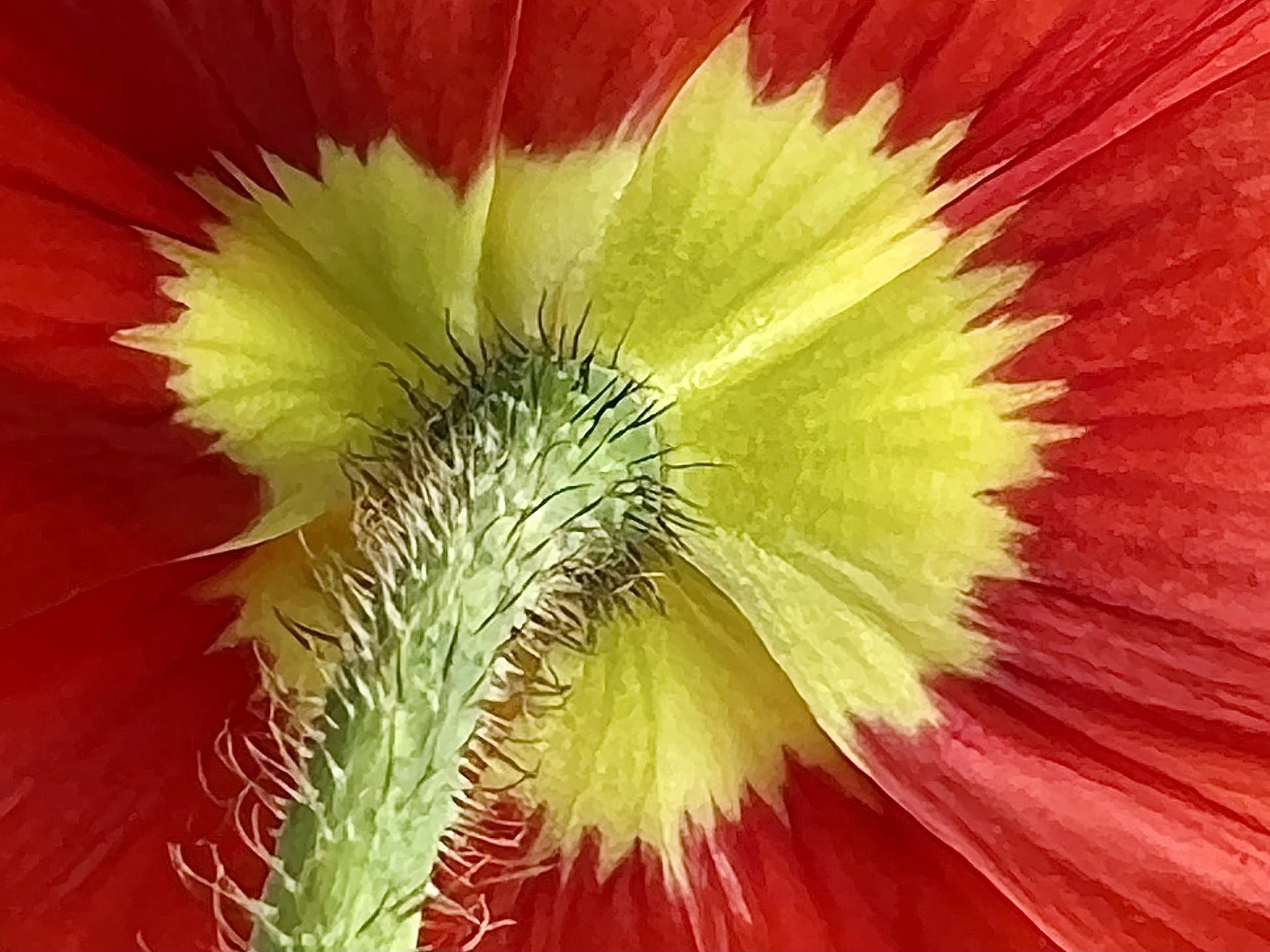 IMG_6205.jpeg