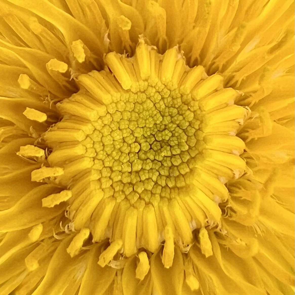 IMG_8367.jpeg