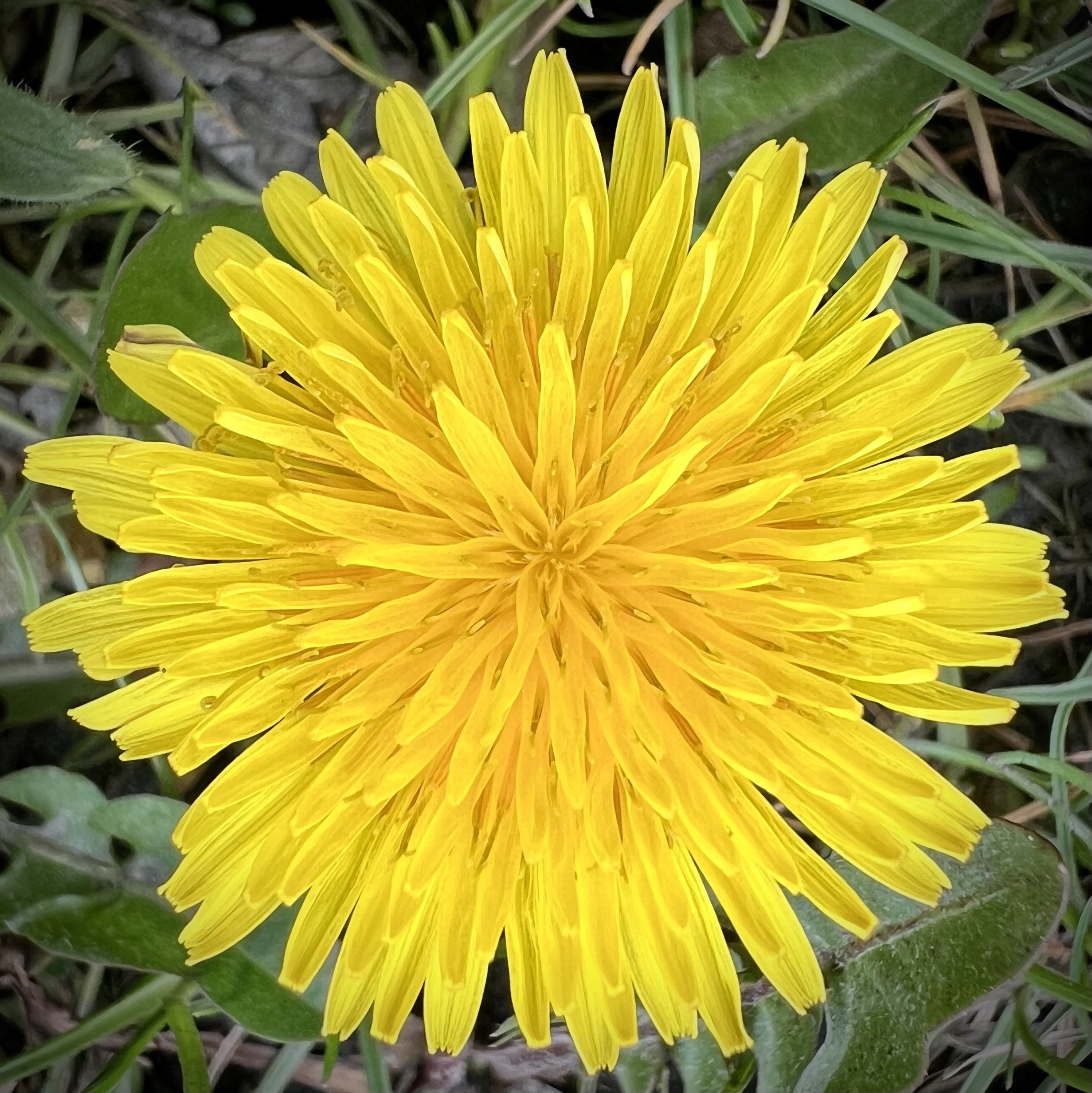 IMG_9538.jpeg