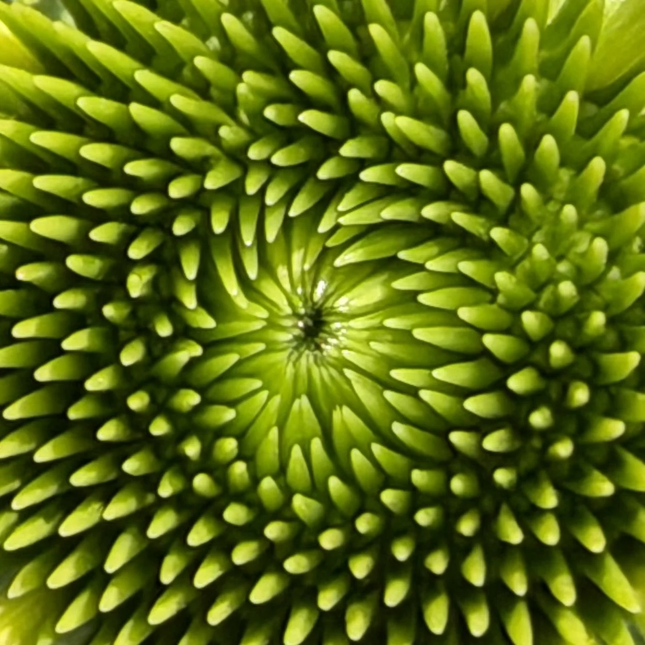 IMG_0909.jpeg