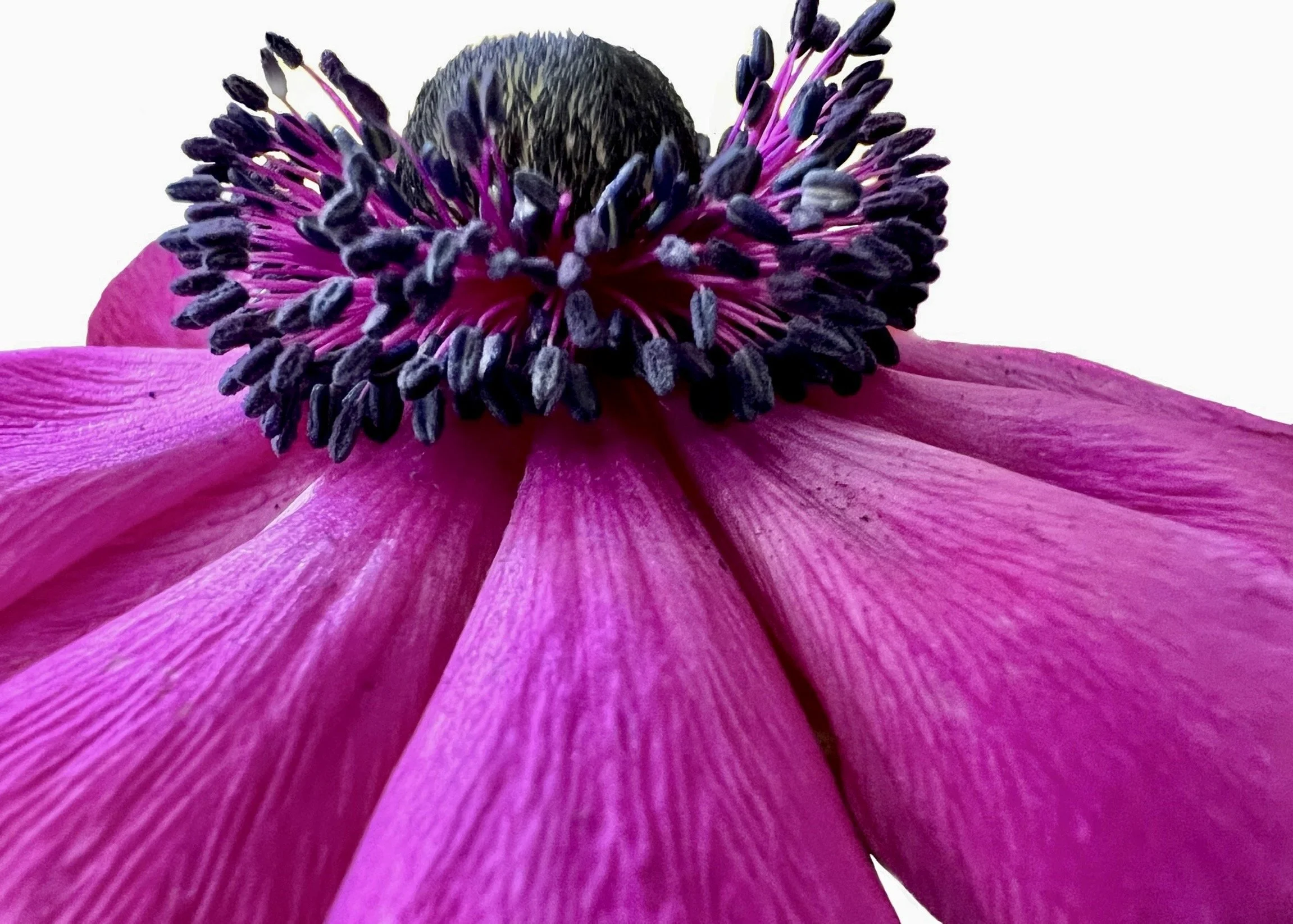 Poppy 15x21 on glass.jpg