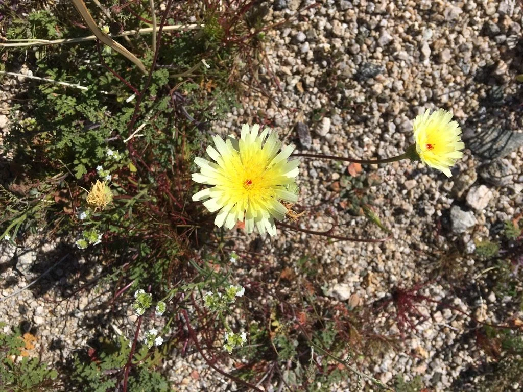 Soulcraft Intensive with Animas Valley Institute—Guide Apprenticeship