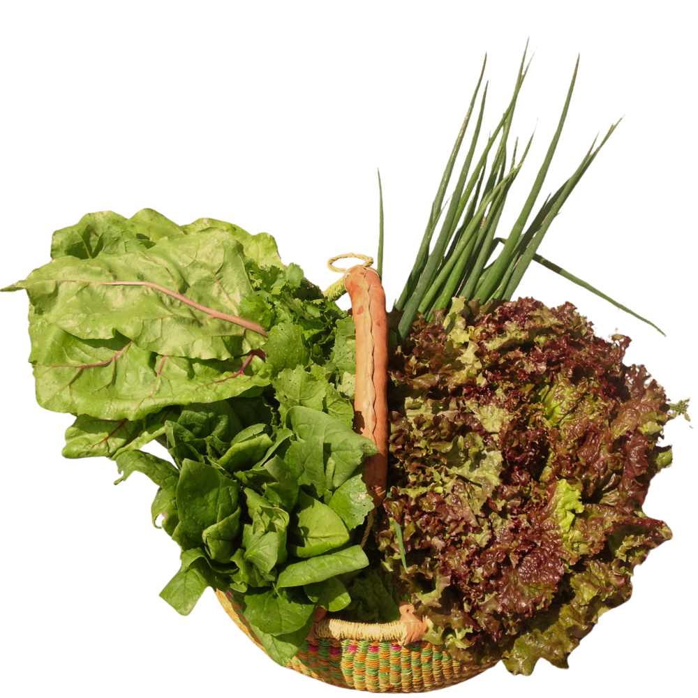 Fresh assorted leafy greens and green onions in a woven basket.