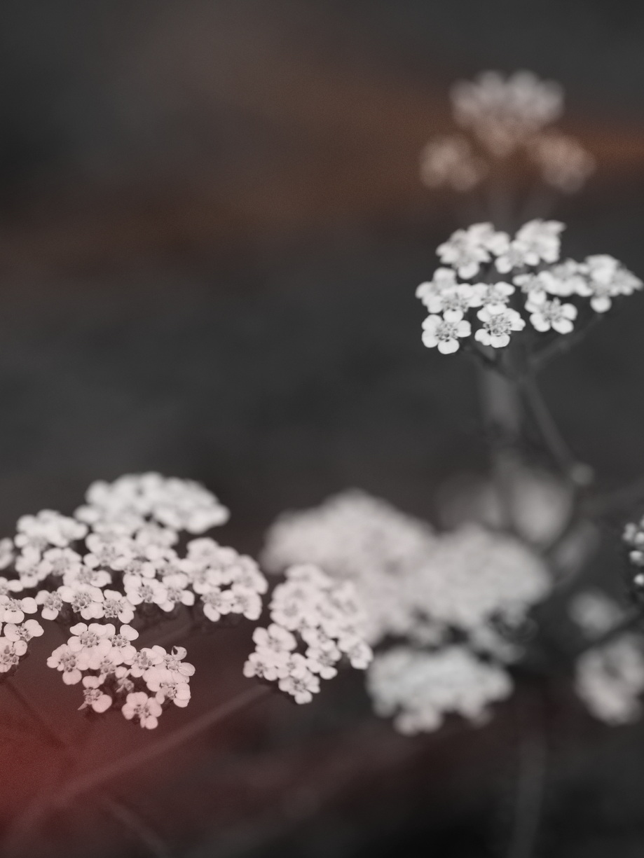 Close-up of small white flowers with dark background.