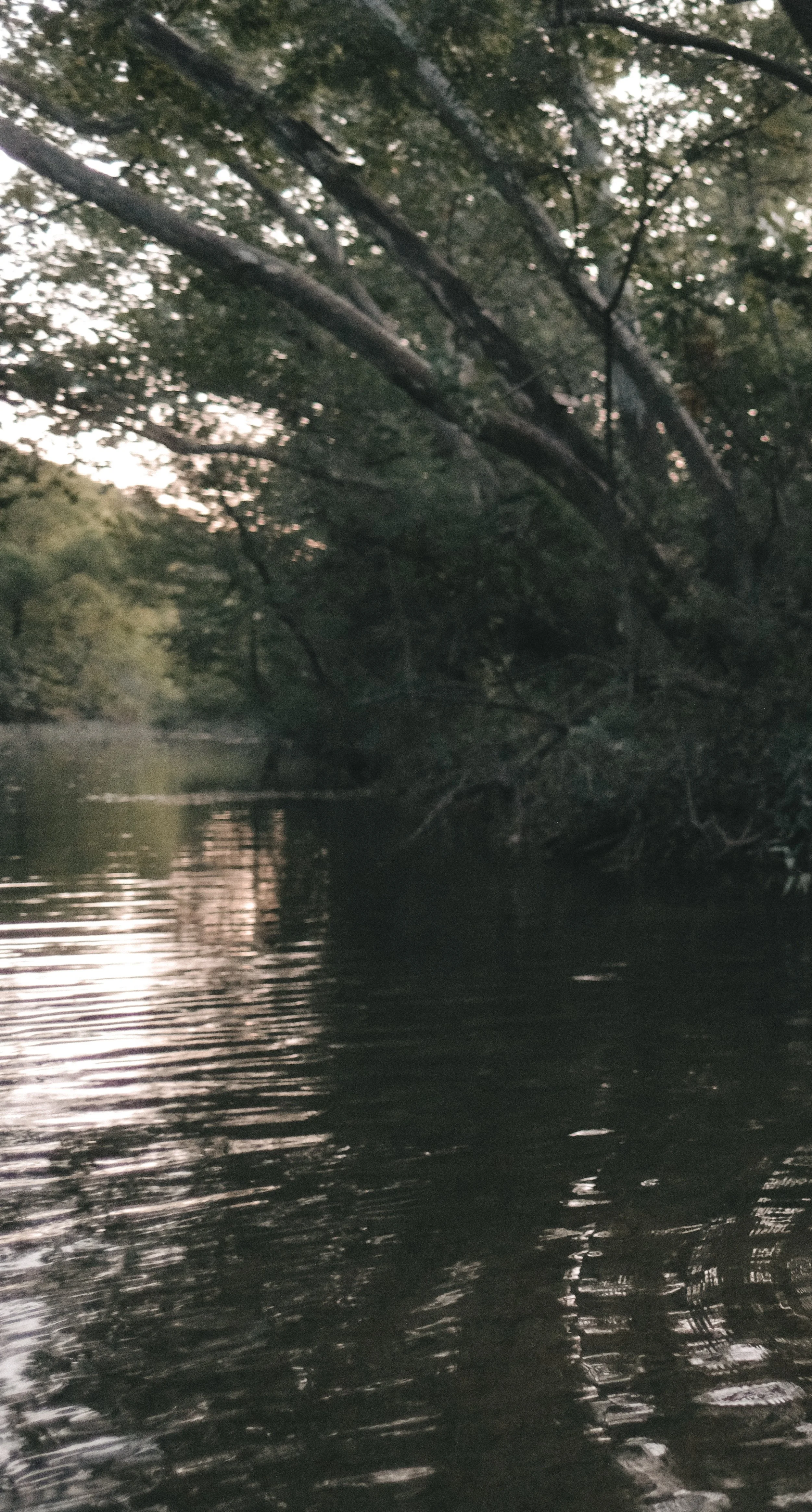 A river with calm water reflecting the trees and sky above. The overhanging branches of trees line the water's edge in a natural setting.