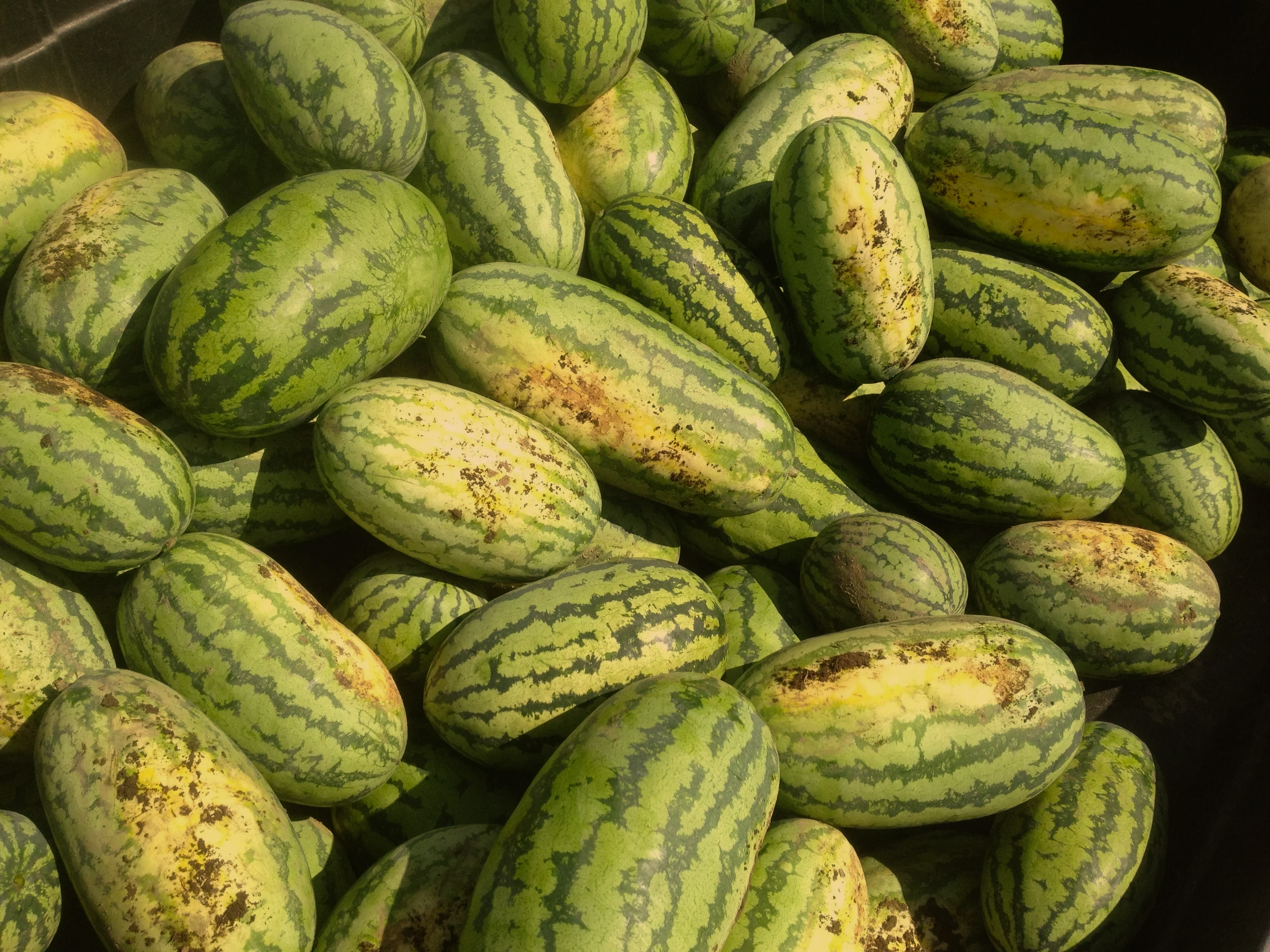 Several green and yellow striped watermelons stacked together outdoors.