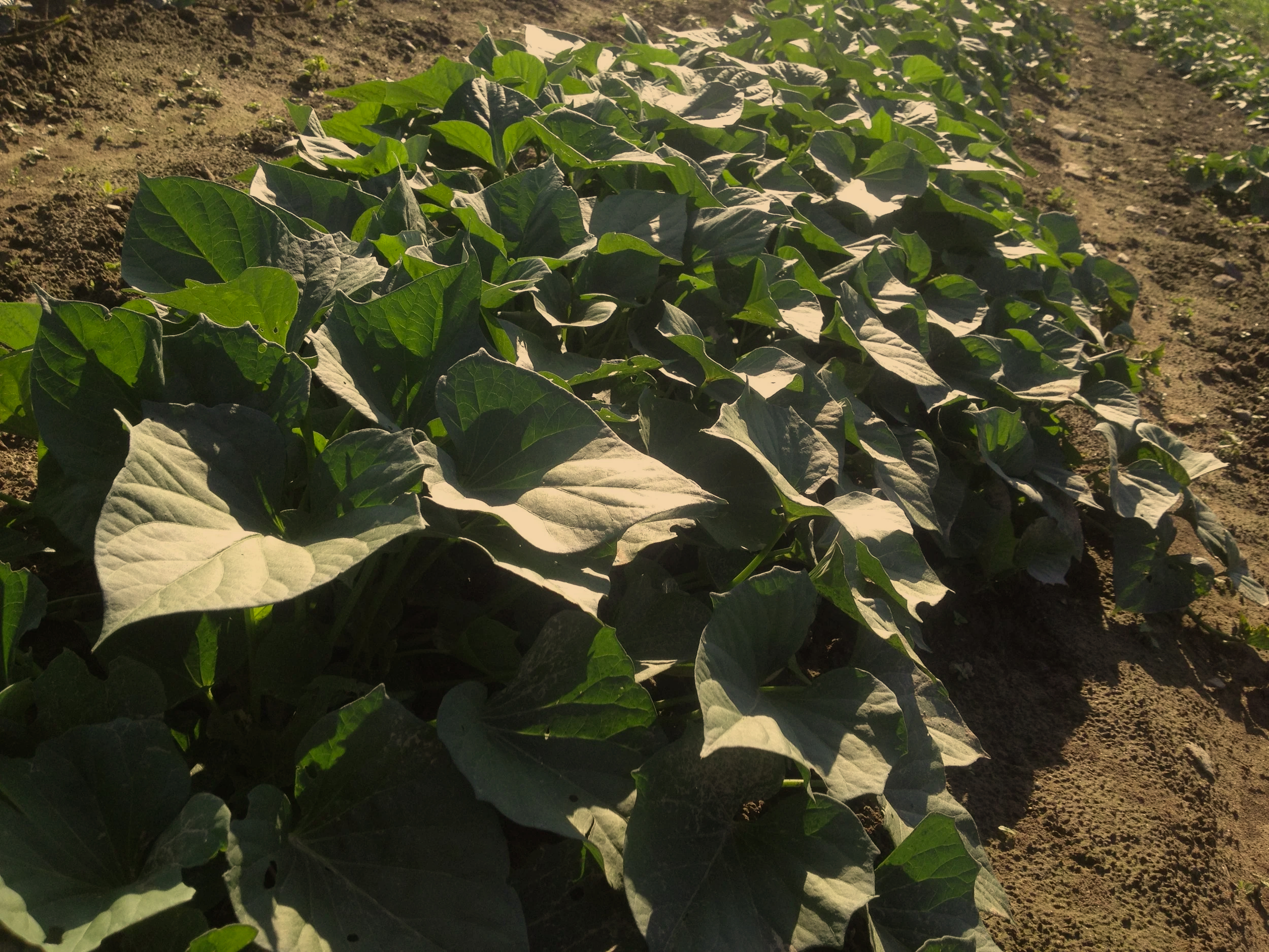 Green leafy plants growing in a garden bed with brown soil, with sunlight casting shadows.