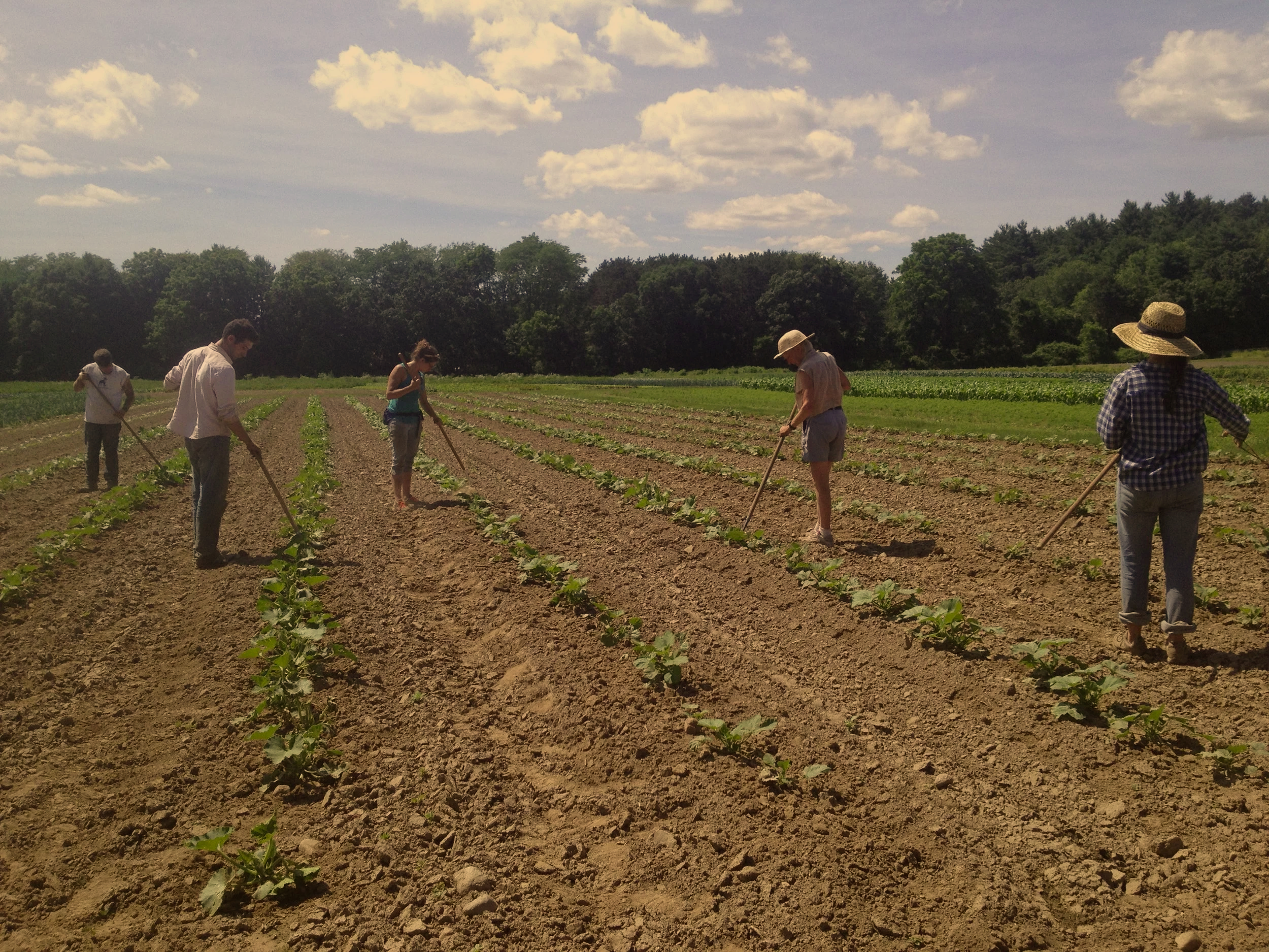People working in a farm field under a partly cloudy sky, with trees in the background.