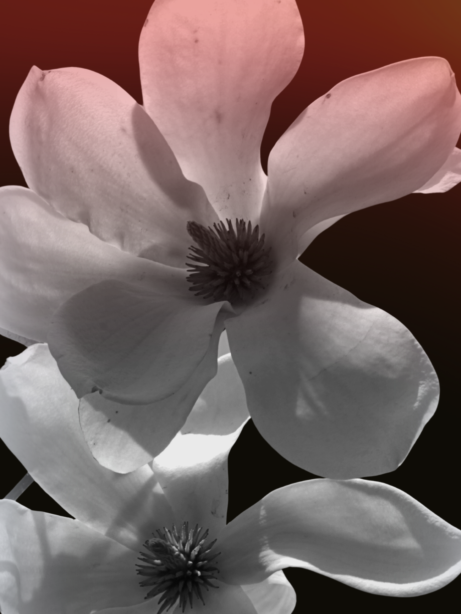 Close-up of two magnolia flowers in black and white with subtle pinkish highlights on the petals, set against a dark background.