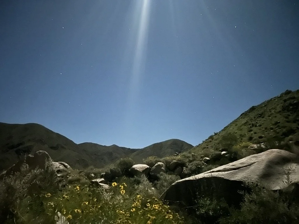Night landscape with rocks, hills, and flowering plants under a clear sky illuminated by moonlight.