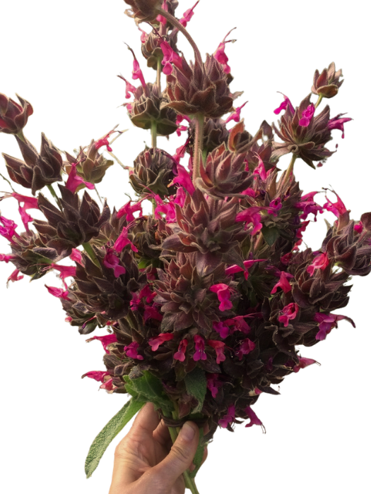 A hand holding a colorful bouquet of hummingbird sage.