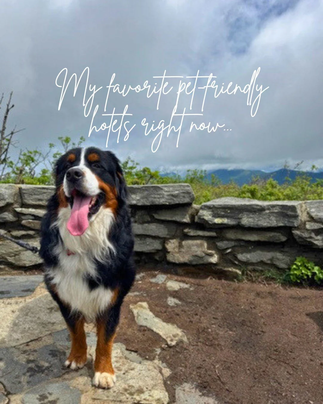 Your dog deserves a five-star vacation too 🐶

When I adopted my dog @rossi_the_bmd (pictured), he became part of the family and that means taking him on vacation whenever possible. While he's a little big to fit under an airplane seat, he enjoys a r
