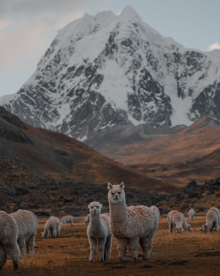 Ausangate Peru Trek Guide.jpeg