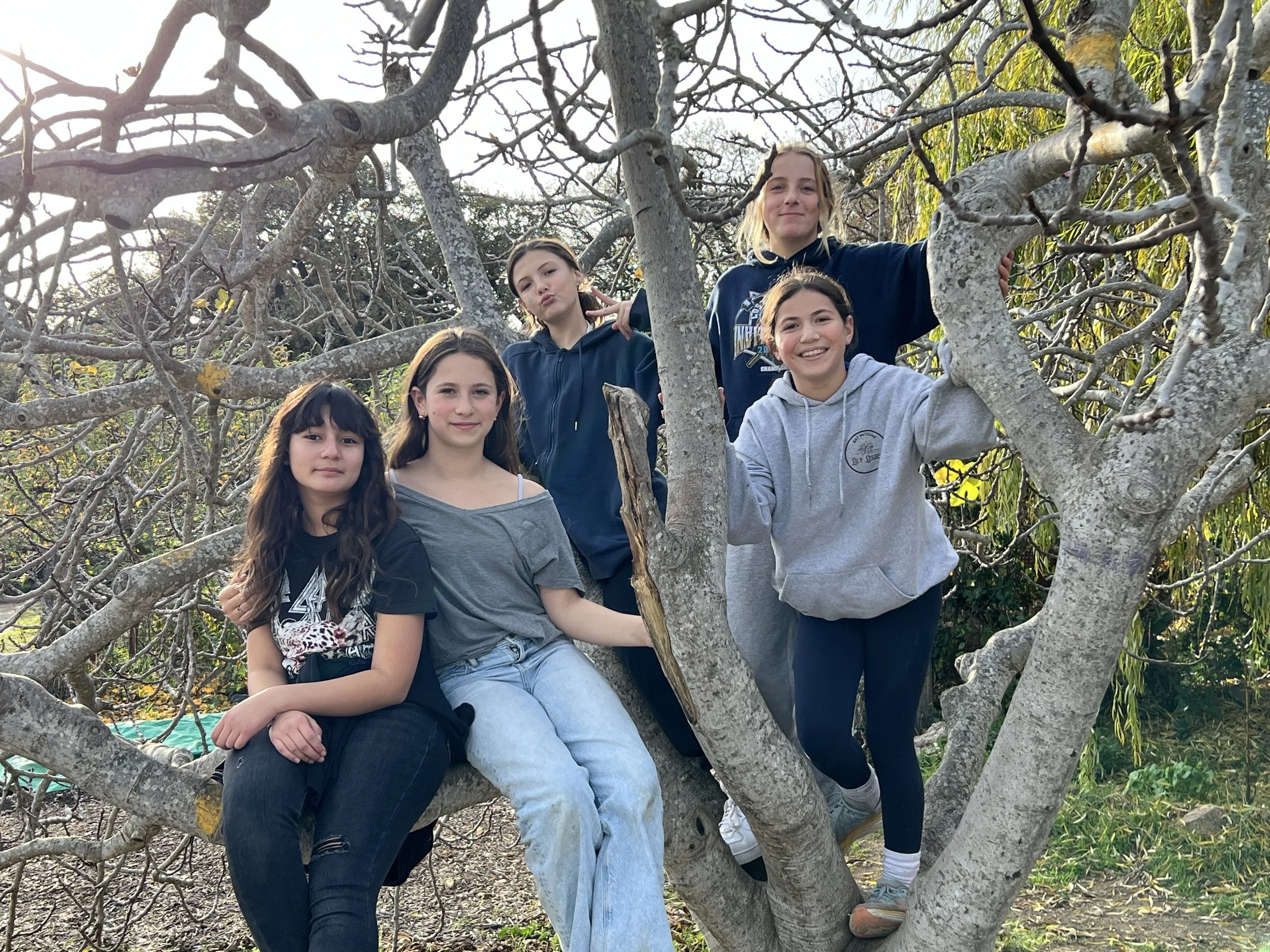 6thgradetree.JPG