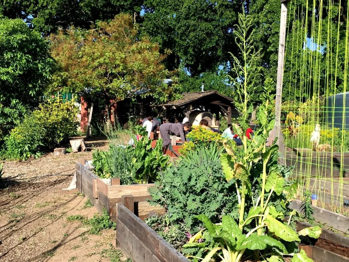 garden trellis.jpg
