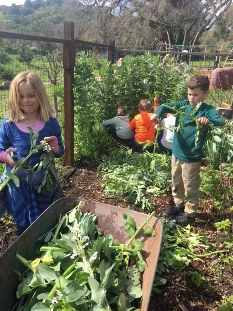 garden.jpeg