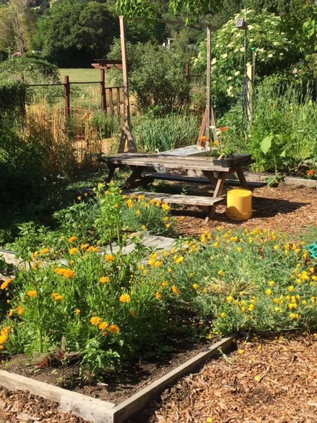 garden.JPG