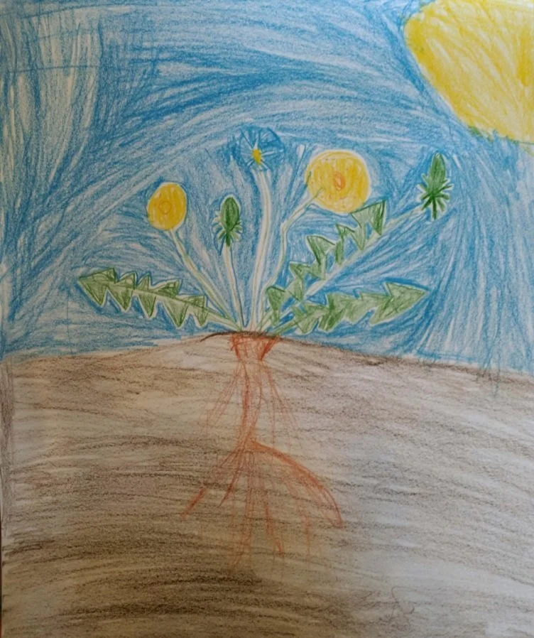 dandelions.jpeg