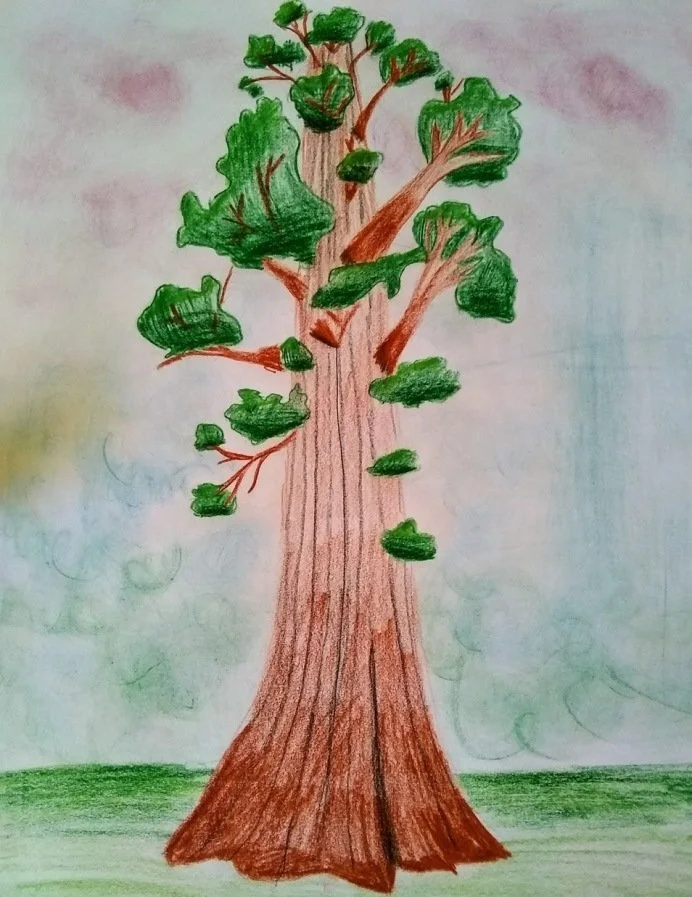 sequoia.jpeg