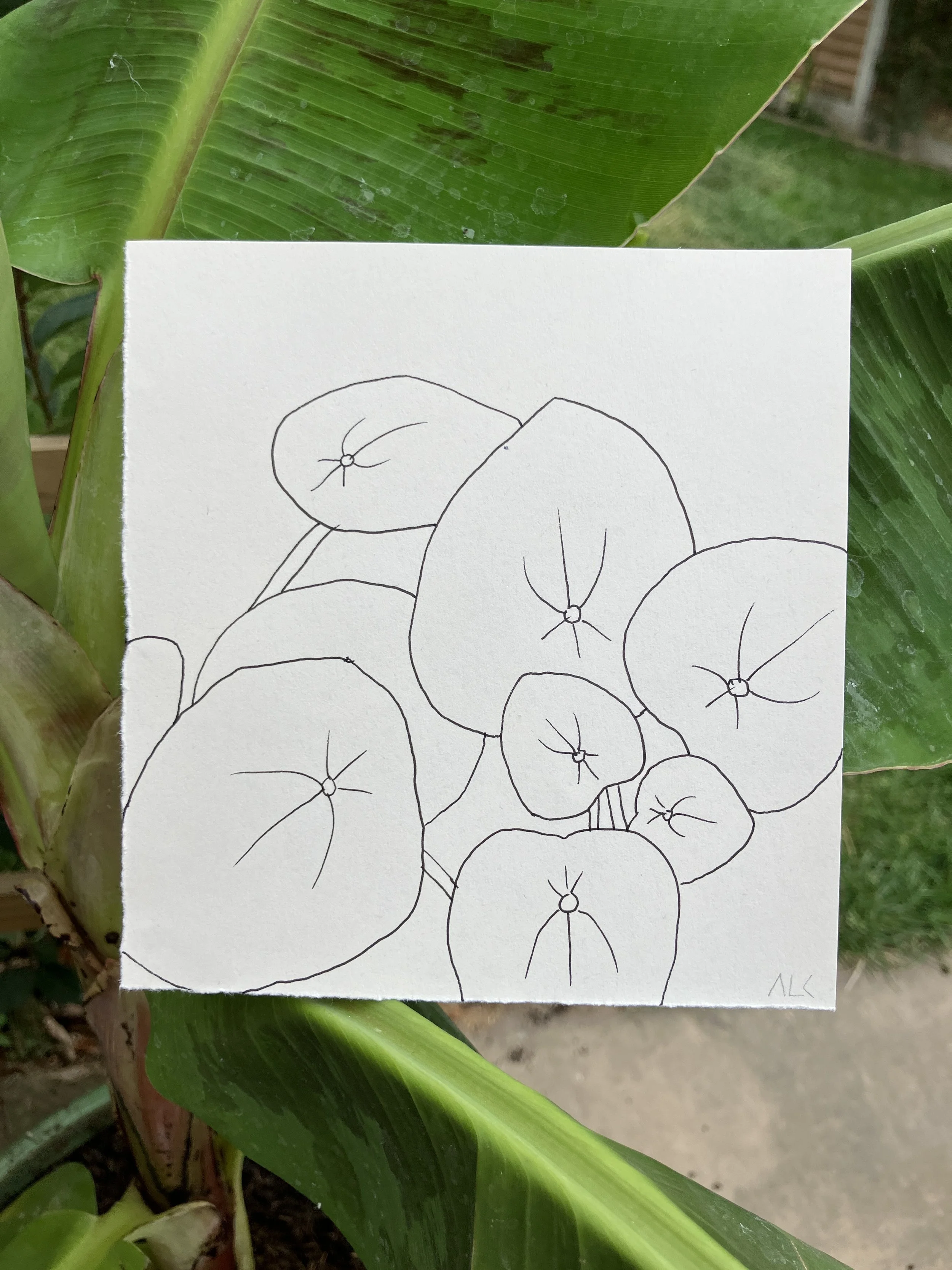 Pilea