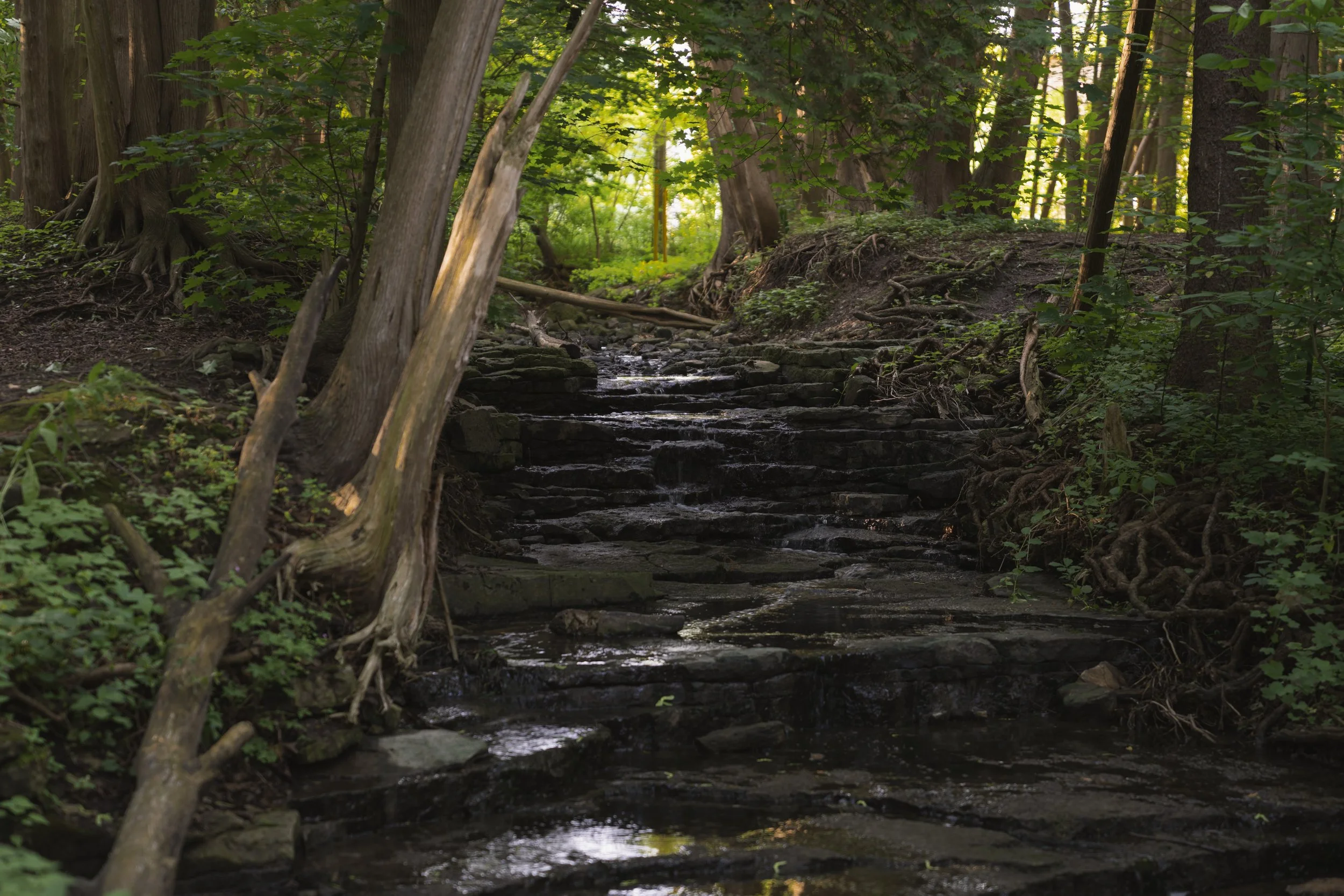 Rocky woodland creek stepping down mossy stone ledges in deep shade