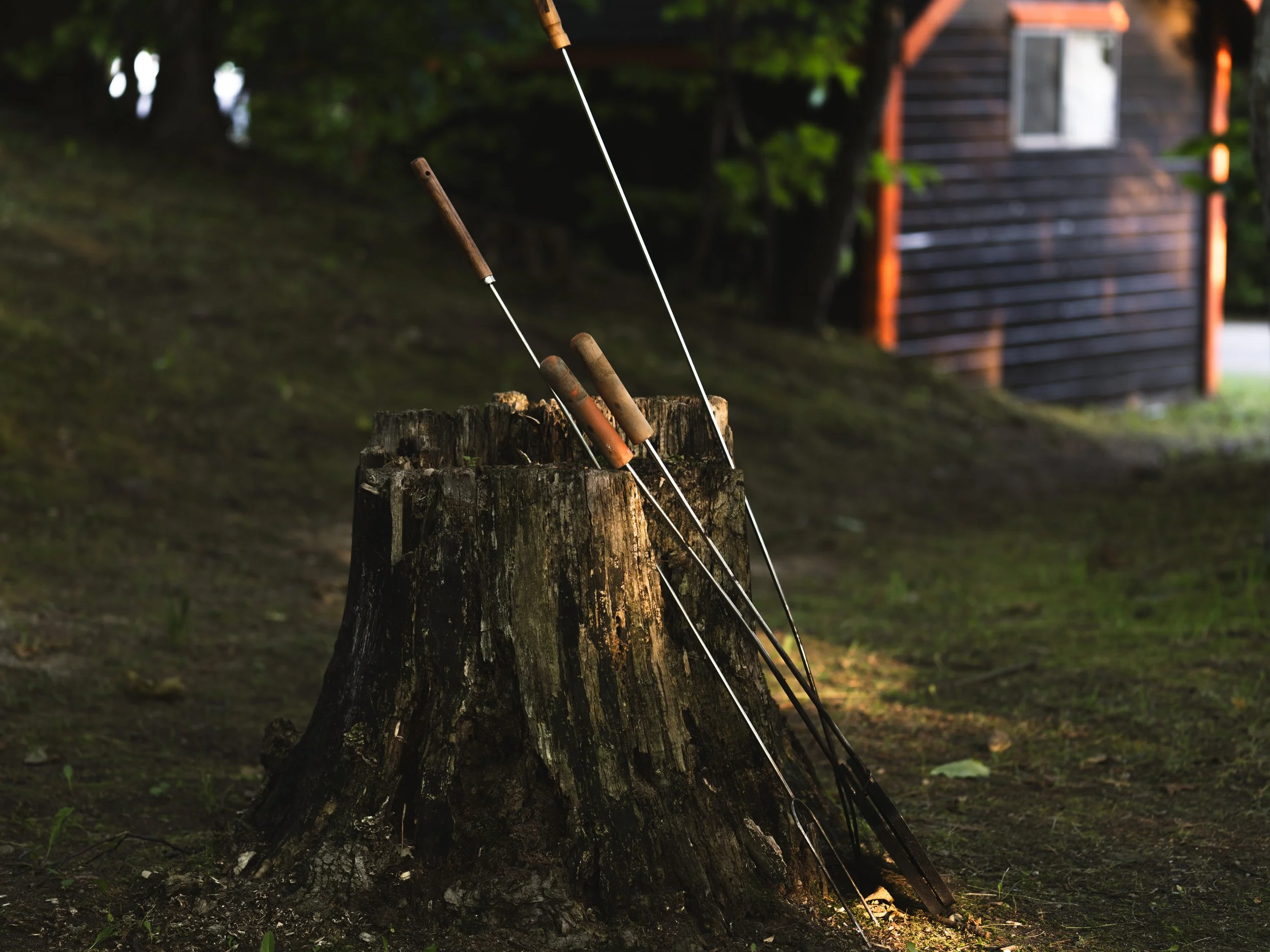 Campfire forks leaning against a tree stump beside a dark cabin in golden light