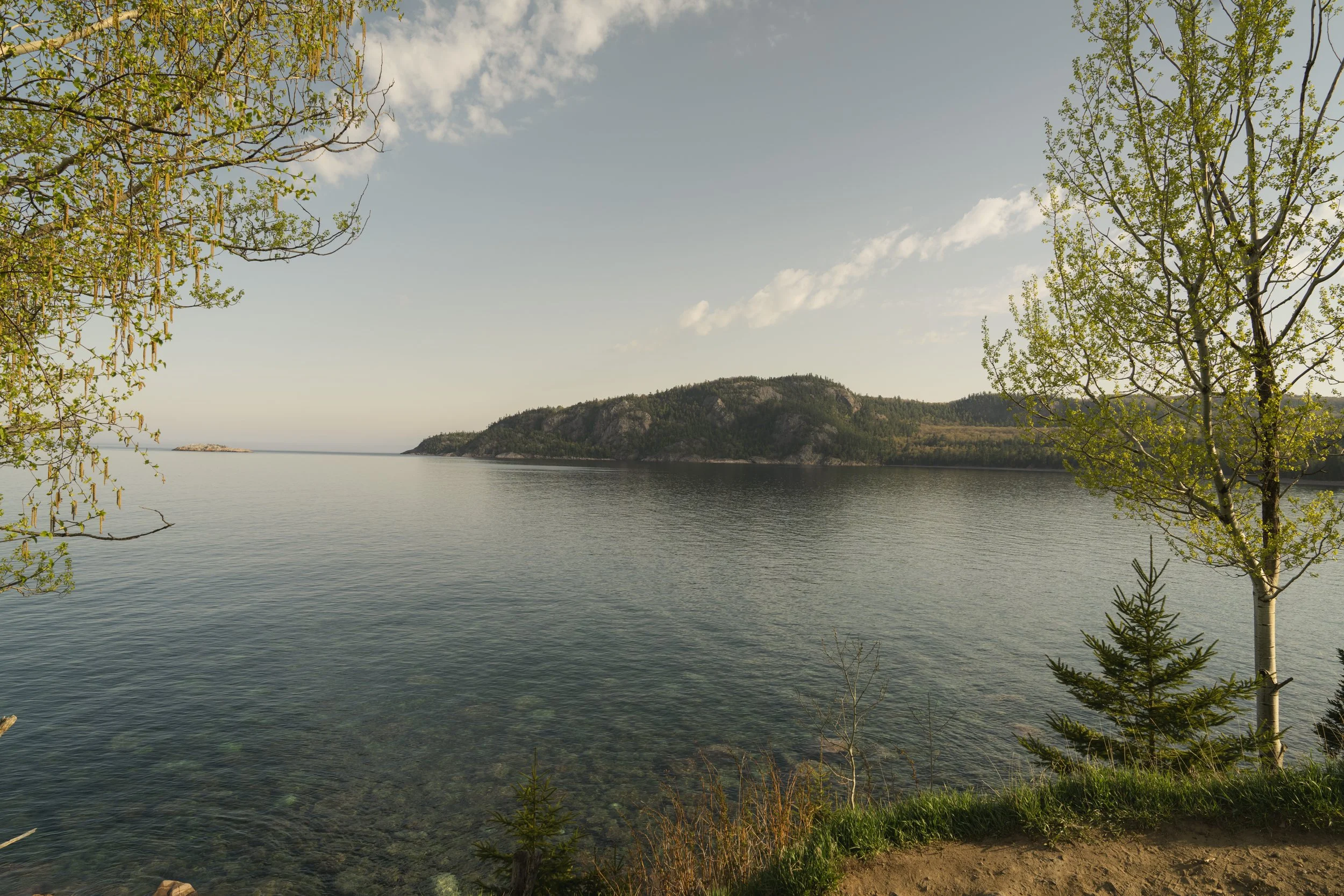 Calm bay at golden hour with a rocky forested island and birch trees along the shore