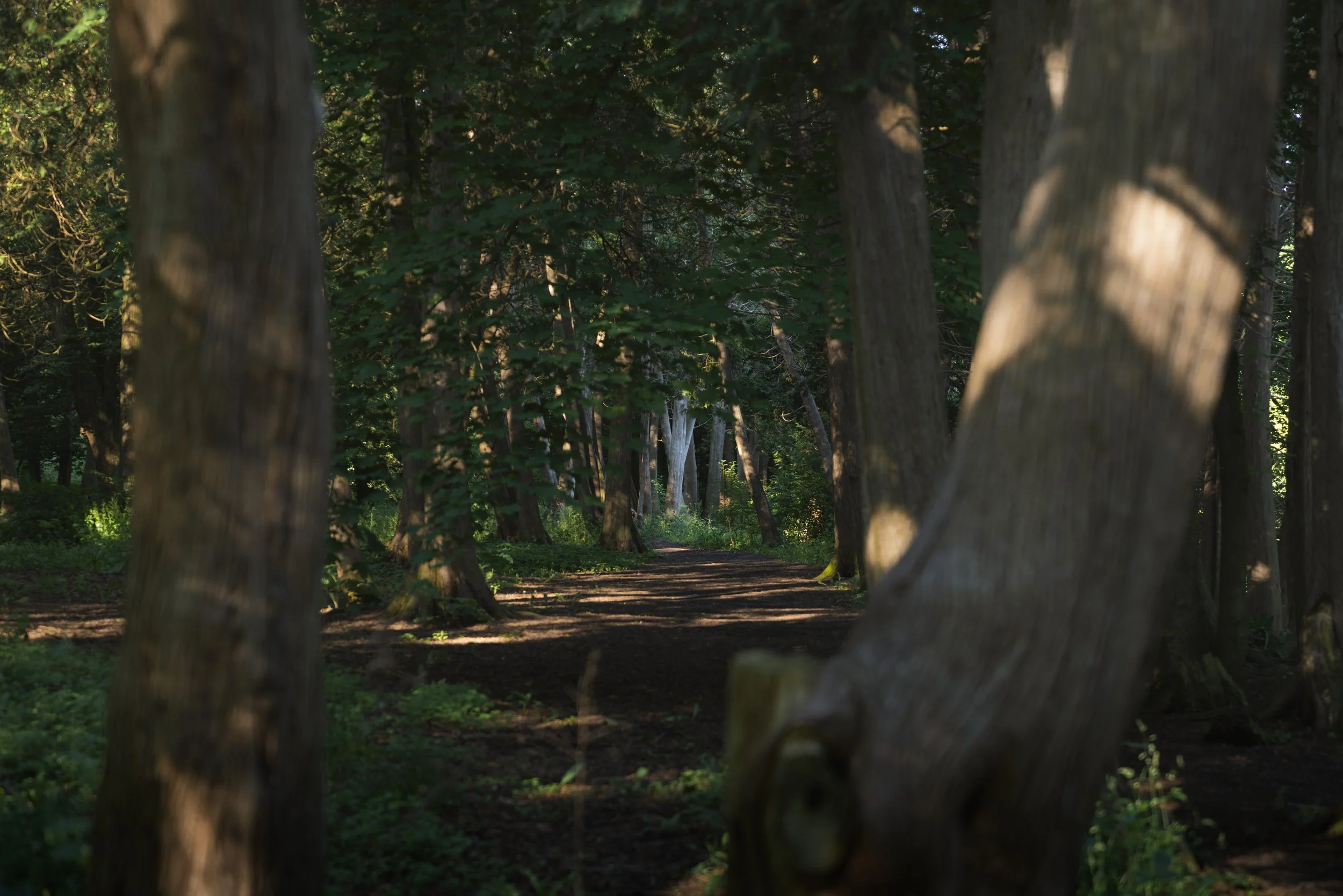 Sunlit dirt path winding through a stand of cedars, a fallen trunk crossing the foreground