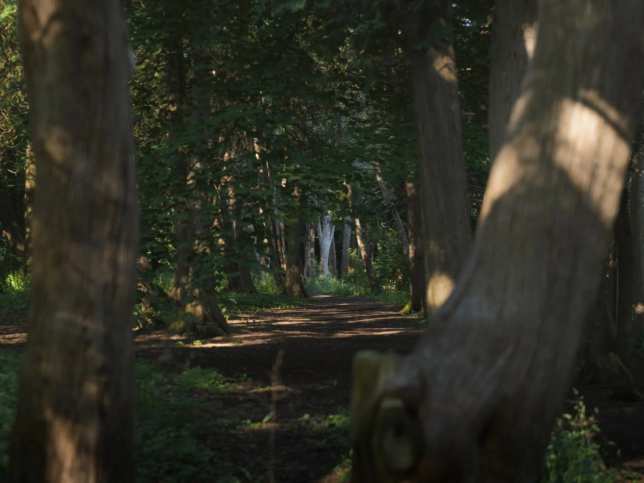 Sunlit dirt path winding through a stand of cedars, a fallen trunk crossing the foreground