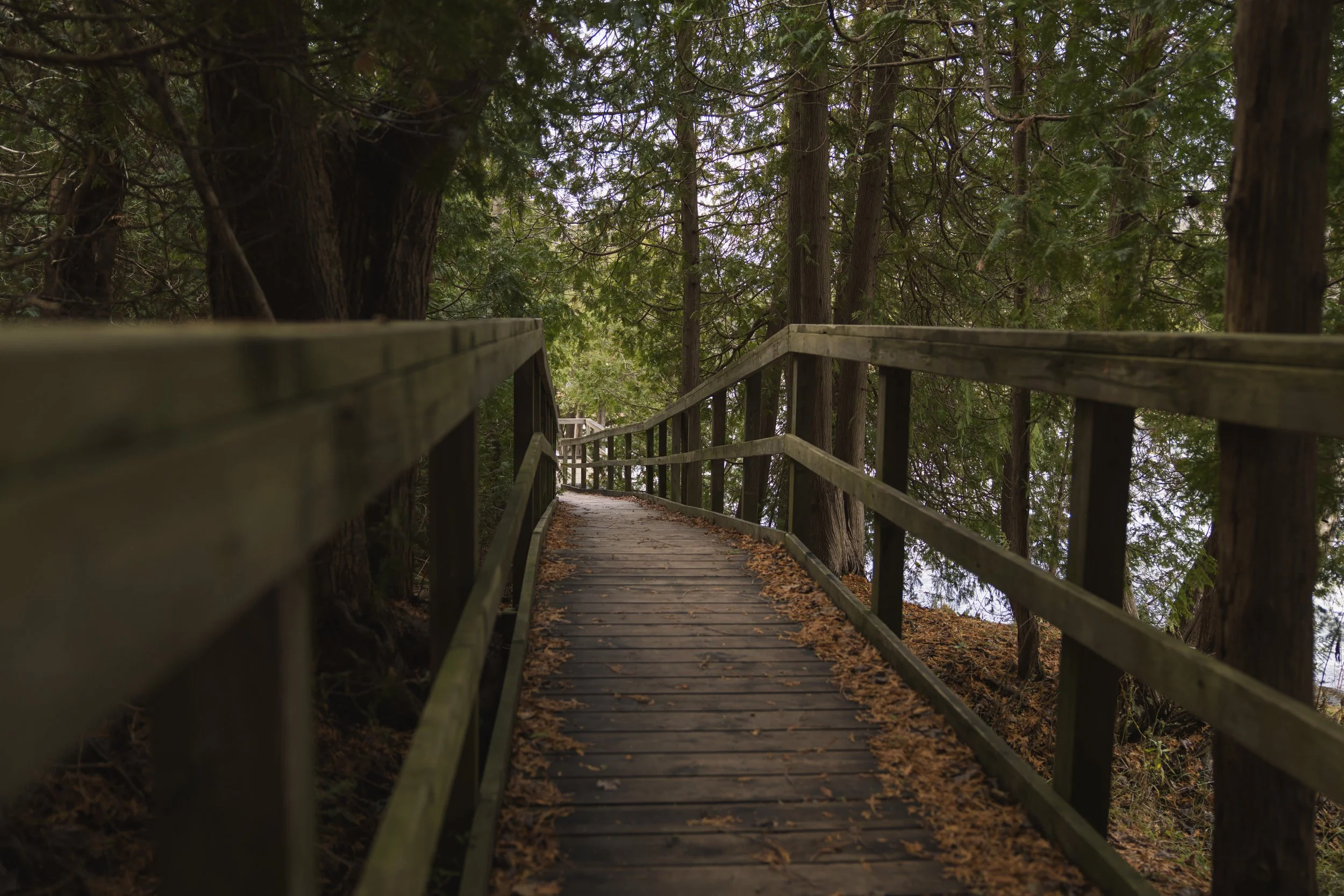 Wooden footbridge with timber railings leading into sunlit woods